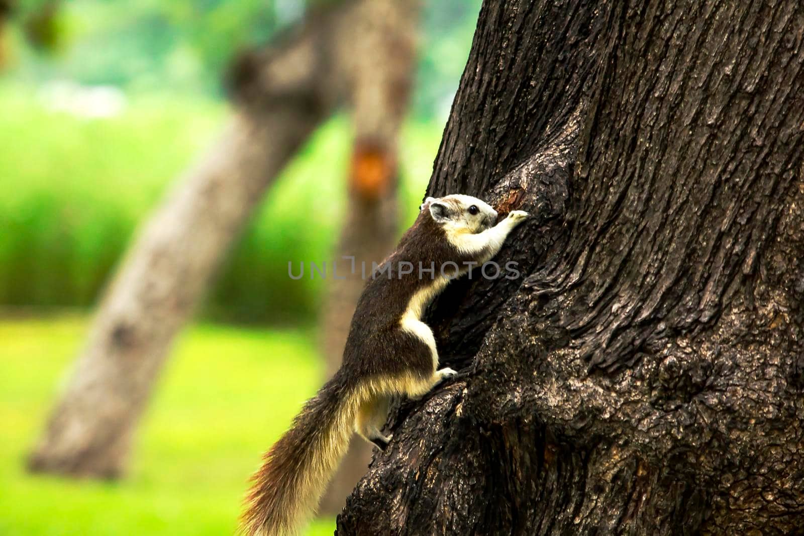 squirrel climbing and playing in the trees in the park can be seen everywhere by Puripatt