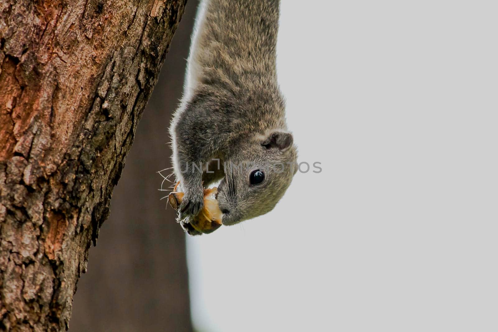 Variable squirrel a kind of squirrel That can be found everywhere in the Indochina region to Singapore. There is a great variety of colors. It is usually white and creamy to light yellow. until red or black all over or some may have multiple colors in the same