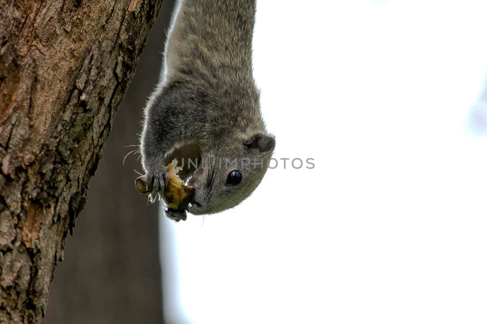 Variable squirrel a kind of squirrel That can be found everywhere in the Indochina region to Singapore. There is a great variety of colors. It is usually white and creamy to light yellow. until red or black all over or some may have multiple colors in the same