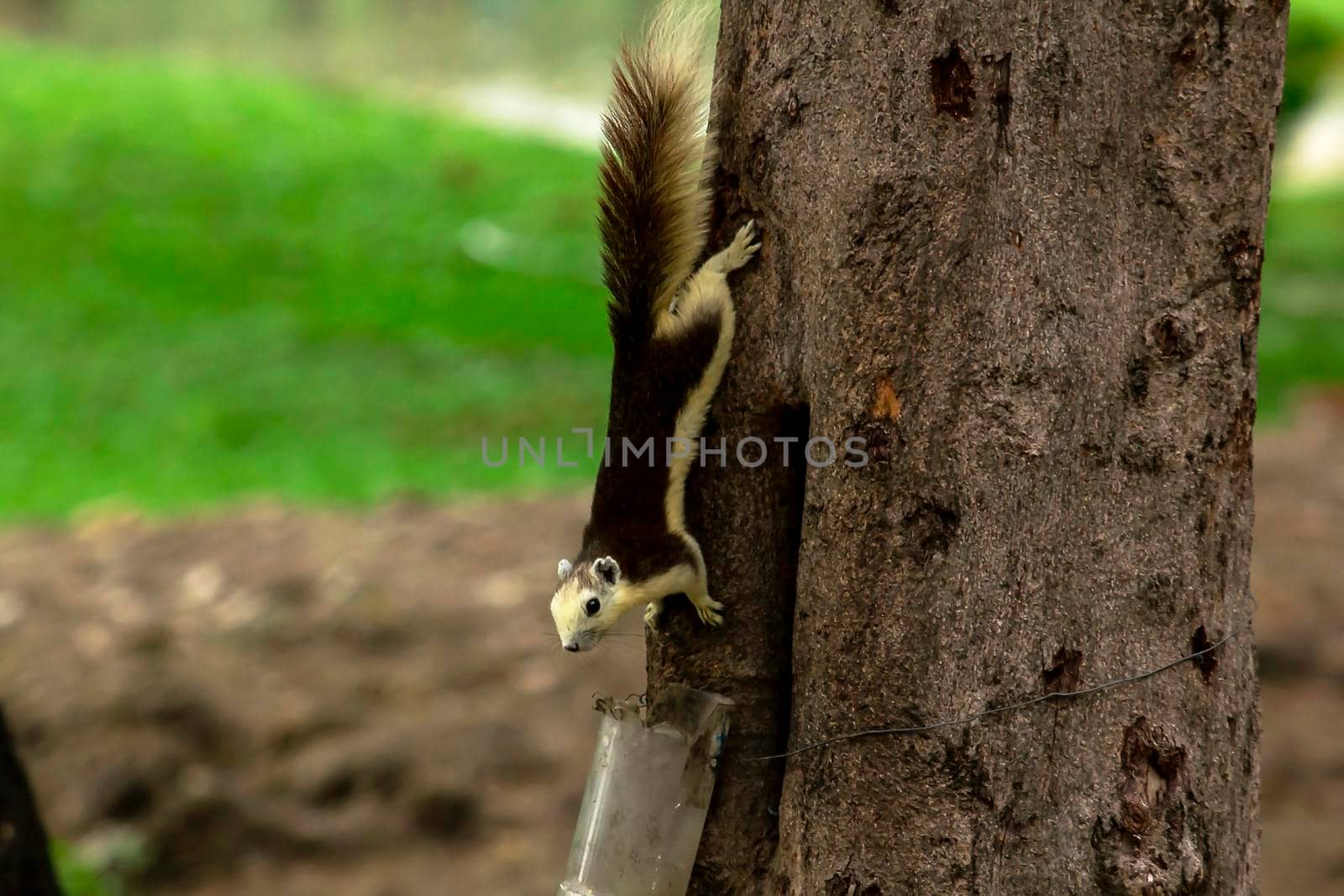 squirrel climbing and playing in the trees in the park can be seen everywhere by Puripatt