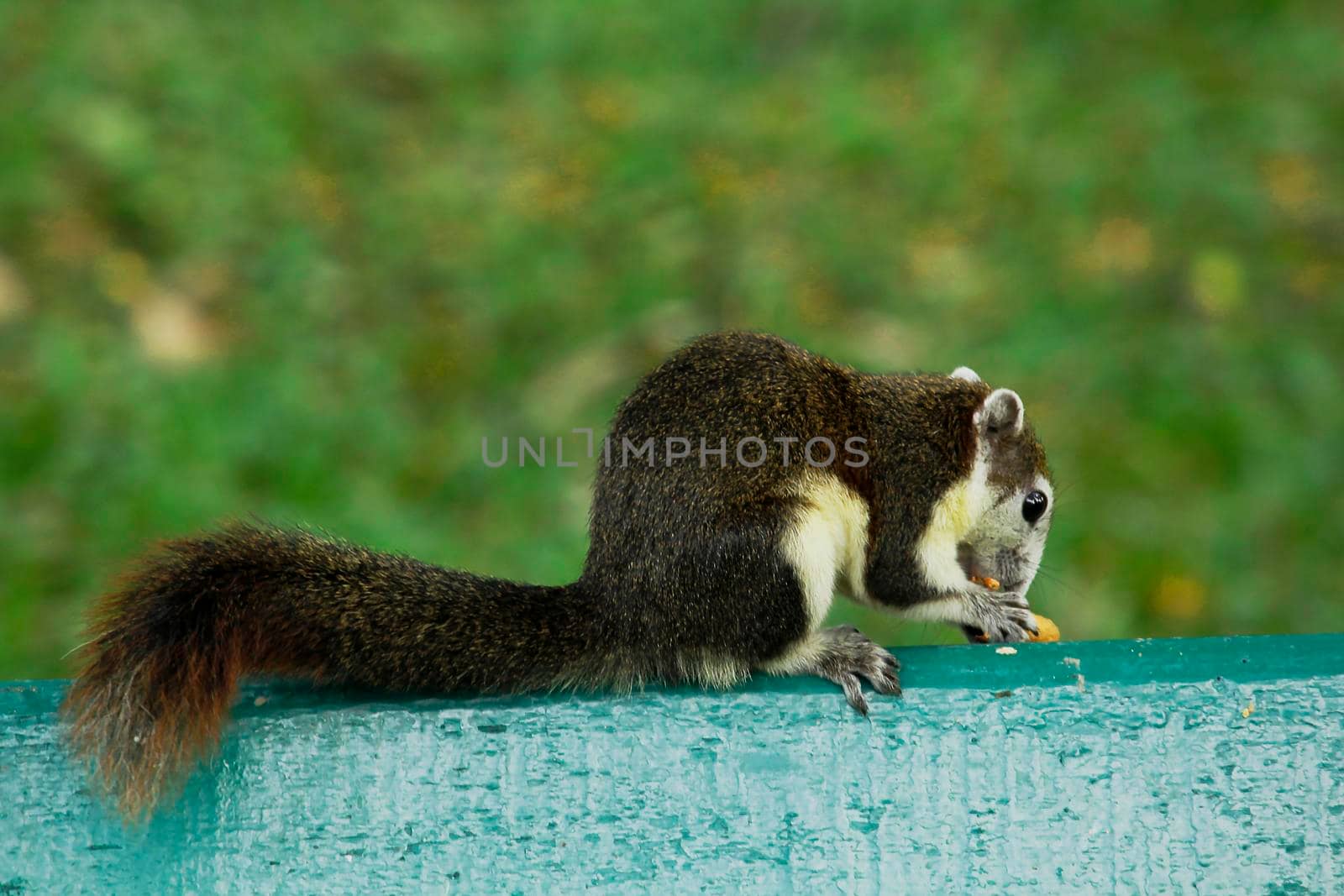 squirrel climbing and playing in the trees in the park can be seen everywhere by Puripatt