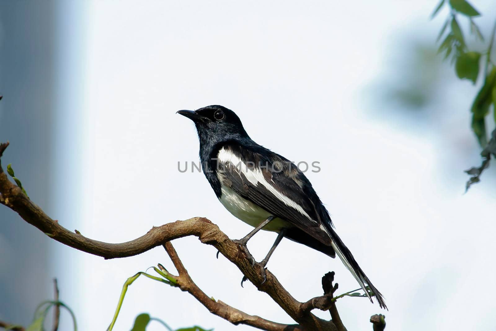 Oriental magpie robin is commonly found on branches. by Puripatt