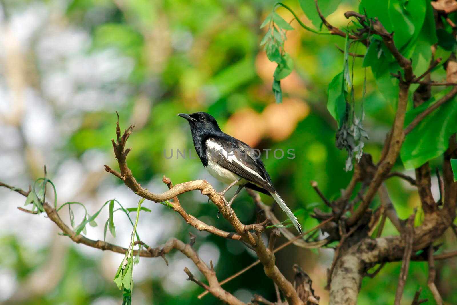 Oriental magpie robin is an insectivorous bird. It is not very large, about 18-20 cm long. The upper part of the body is shiny black.
Oriental magpie robin is commonly found on branches.