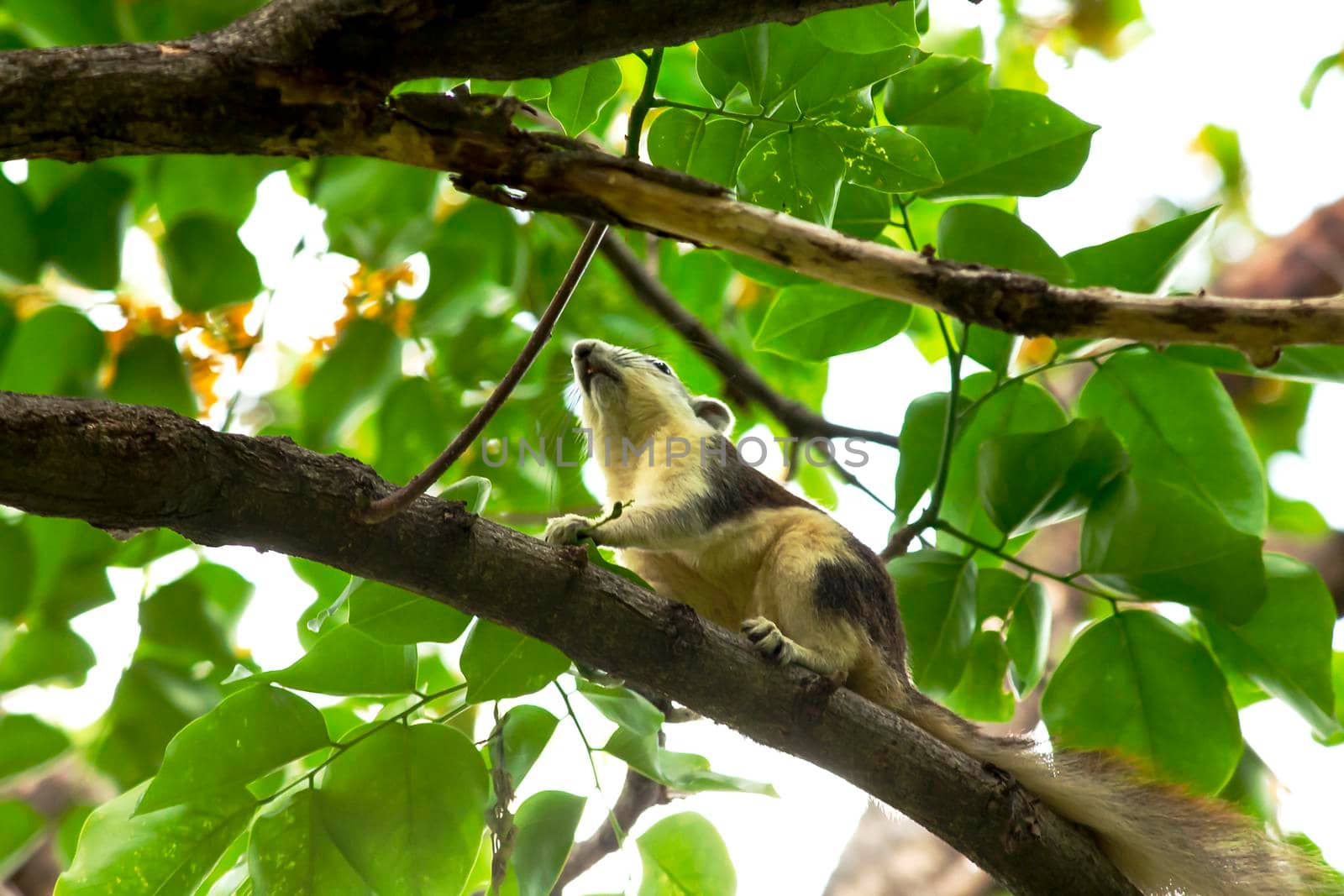 Variable squirrel a kind of squirrel That can be found everywhere in the Indochina region to Singapore. There is a great variety of colors. It is usually white and creamy to light yellow. until red or black all over or some may have multiple colors in the same