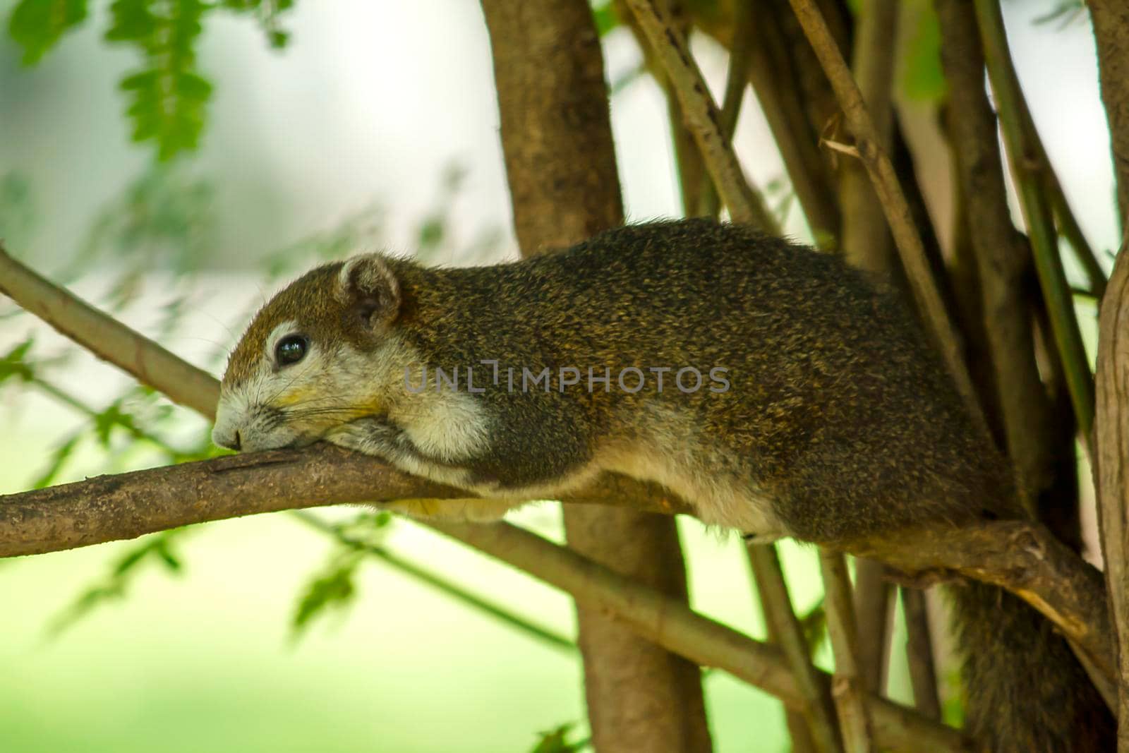 Variable squirrel a kind of squirrel That can be found everywhere in the Indochina region to Singapore. There is a great variety of colors. It is usually white and creamy to light yellow. until red or black all over or some may have multiple colors in the same