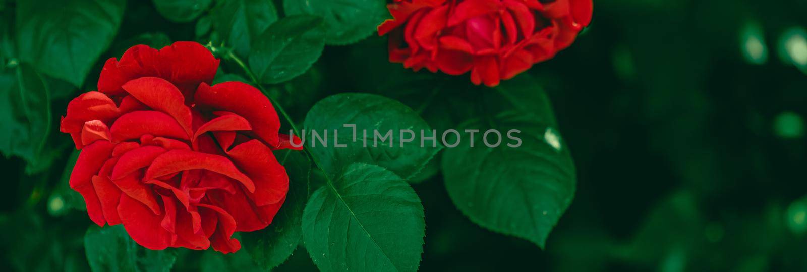 Red roses in beautiful flower garden as floral background by Anneleven