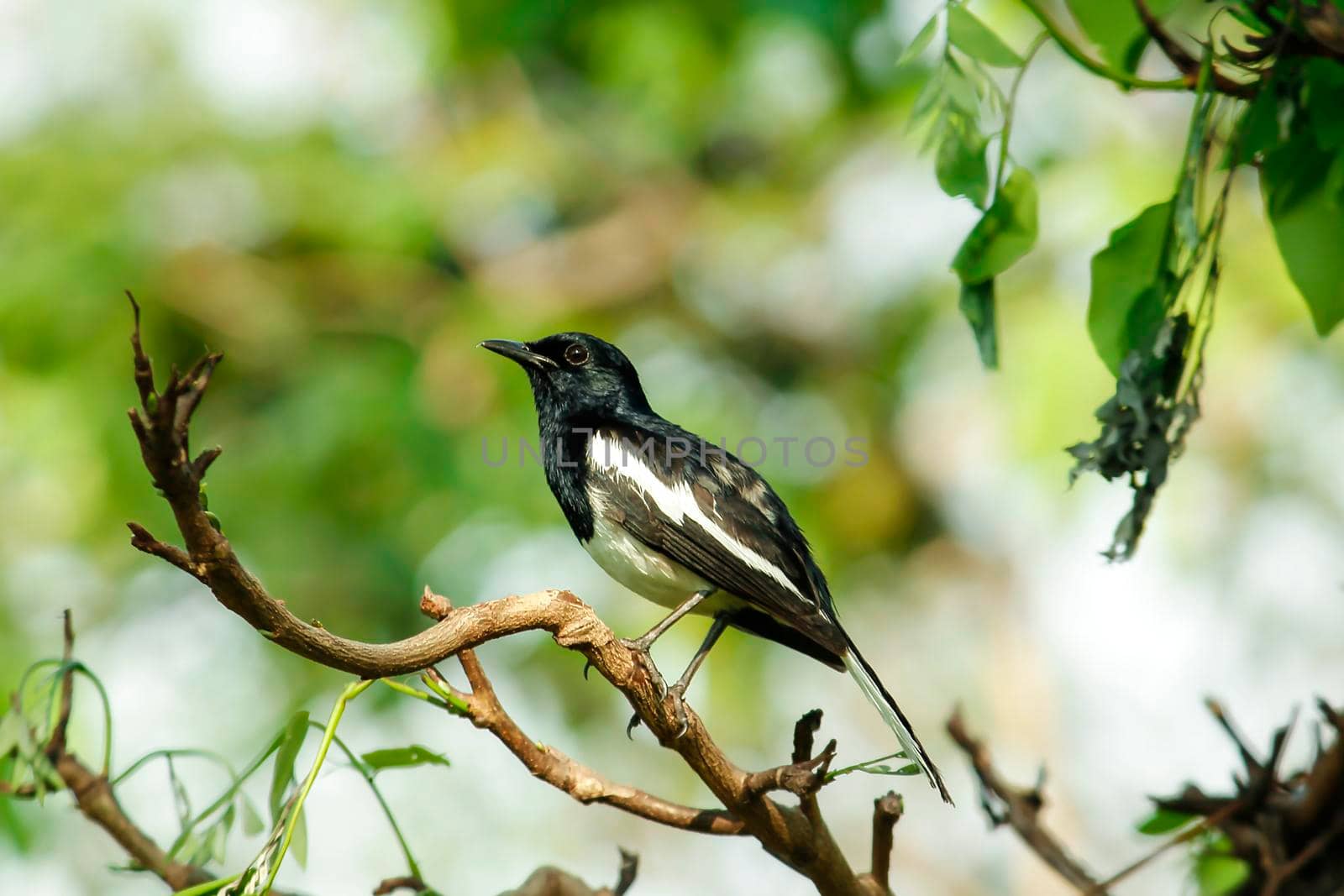 Oriental magpie robin is an insectivorous bird. It is not very large, about 18-20 cm long. The upper part of the body is shiny black.