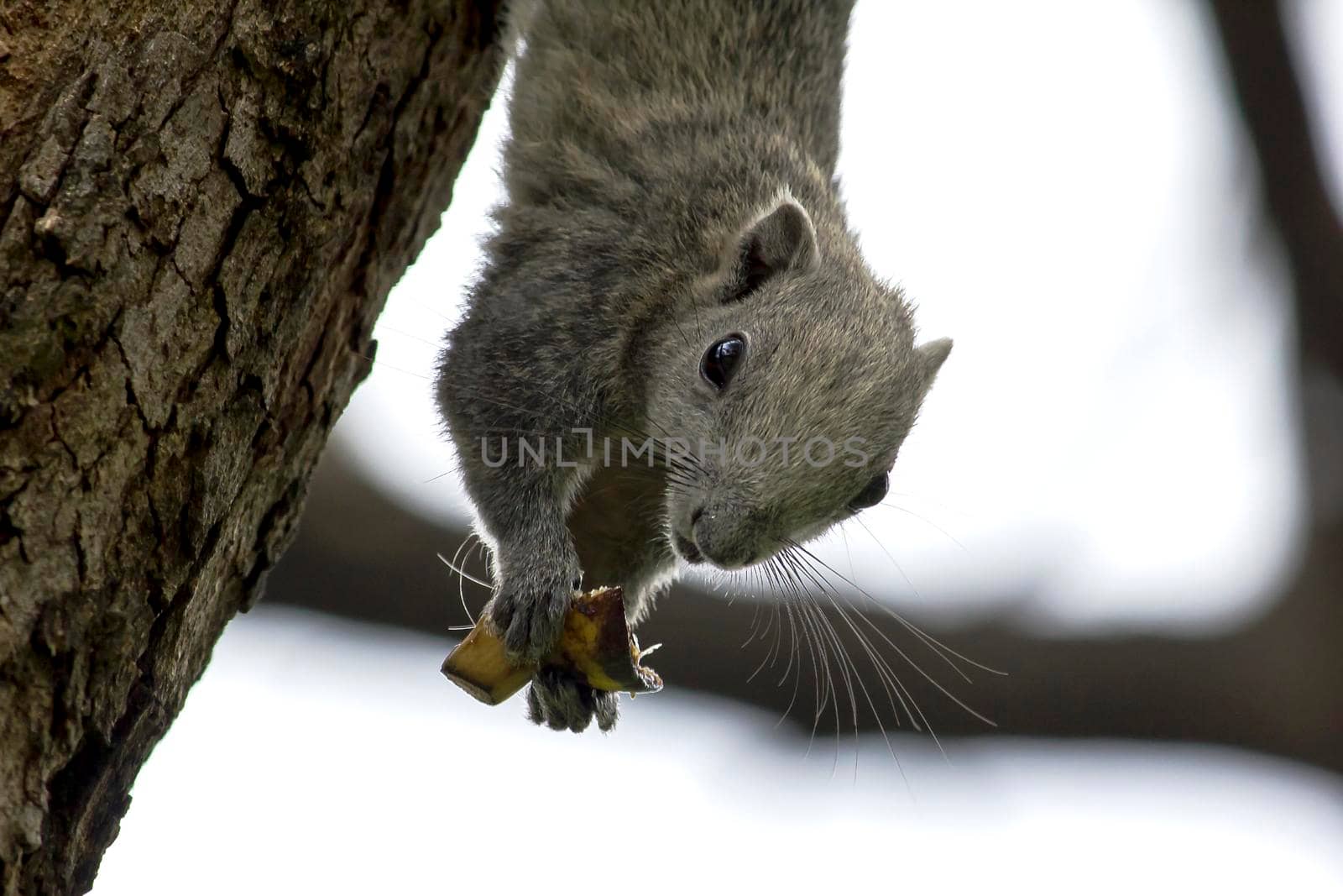 squirrel found in the trees in the garden by Puripatt