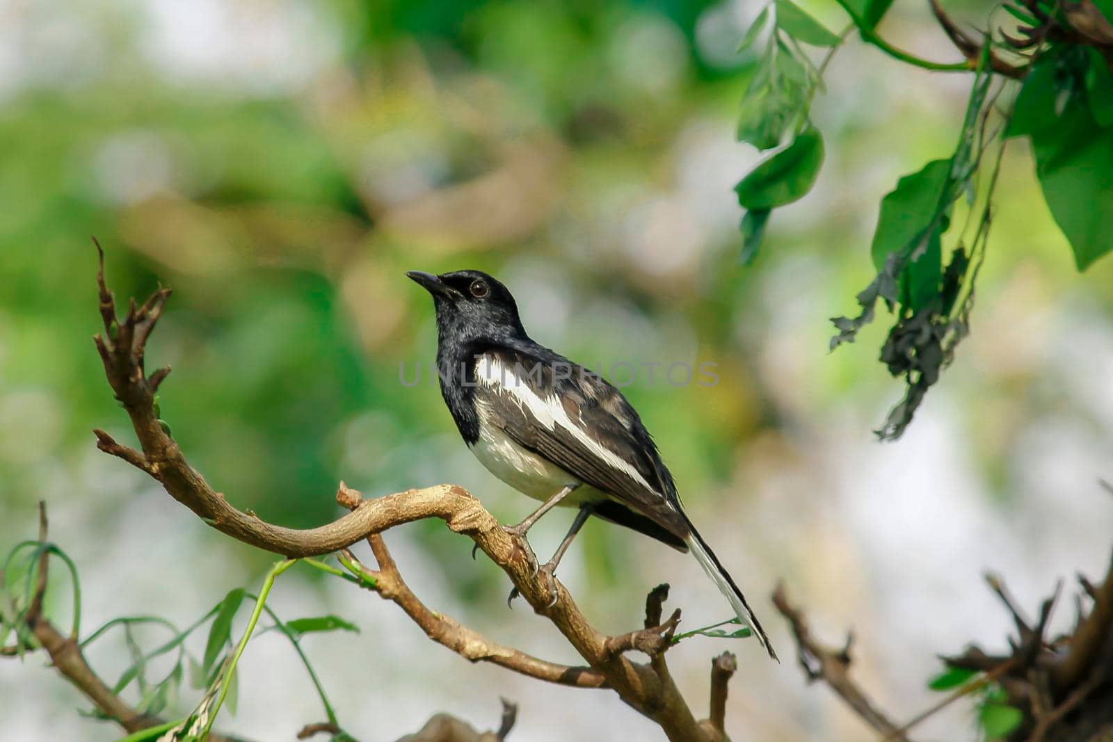 Oriental magpie robin is commonly found on branches. by Puripatt