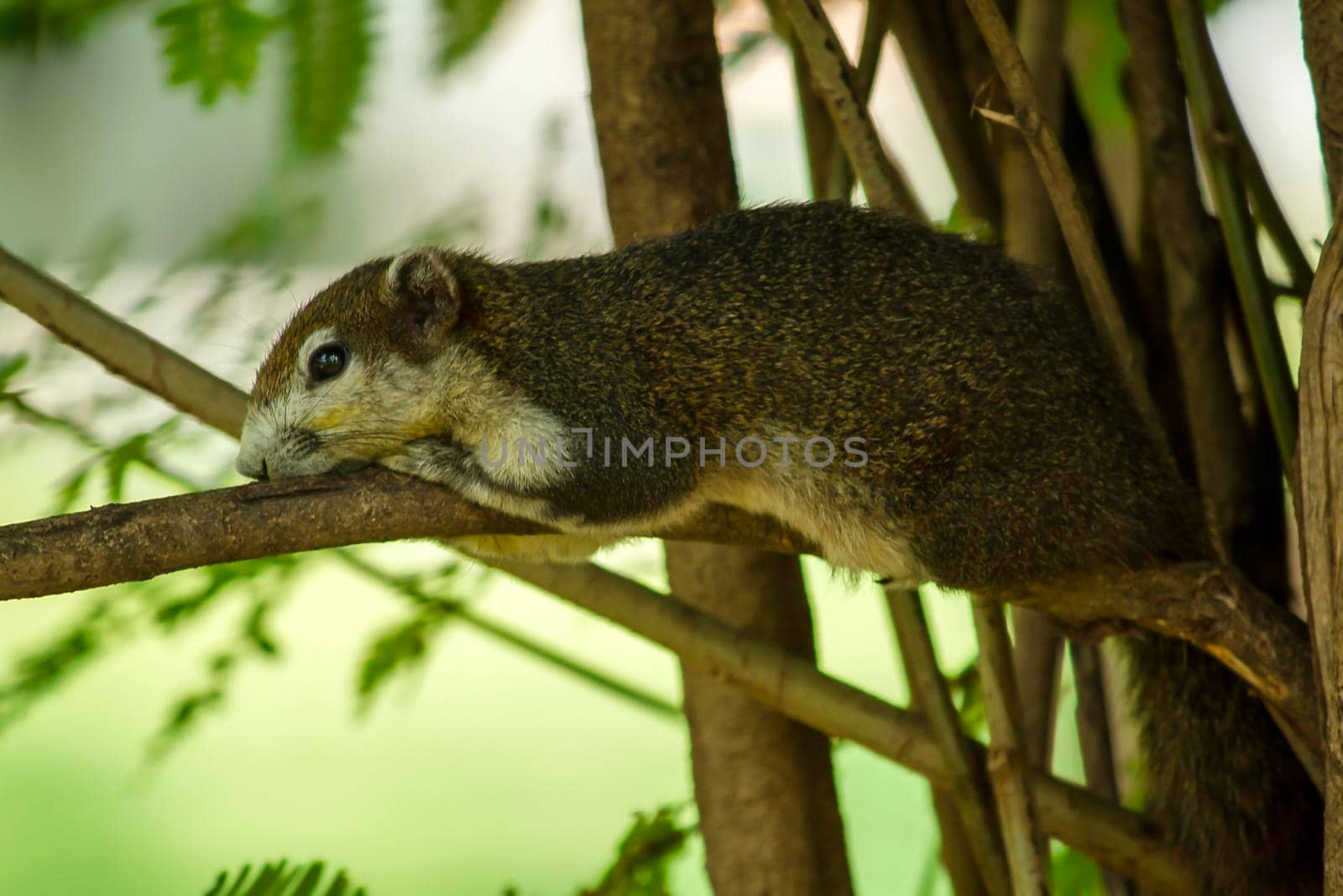 squirrel found in the trees in the garden by Puripatt