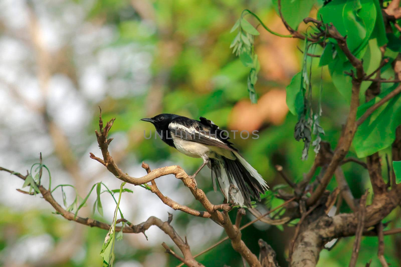 Oriental magpie robin is commonly found on branches. by Puripatt