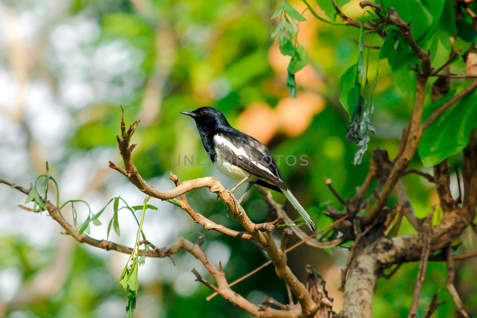 Oriental magpie robin is an insectivorous bird. It is not very large, about 18-20 cm long. The upper part of the body is shiny black.