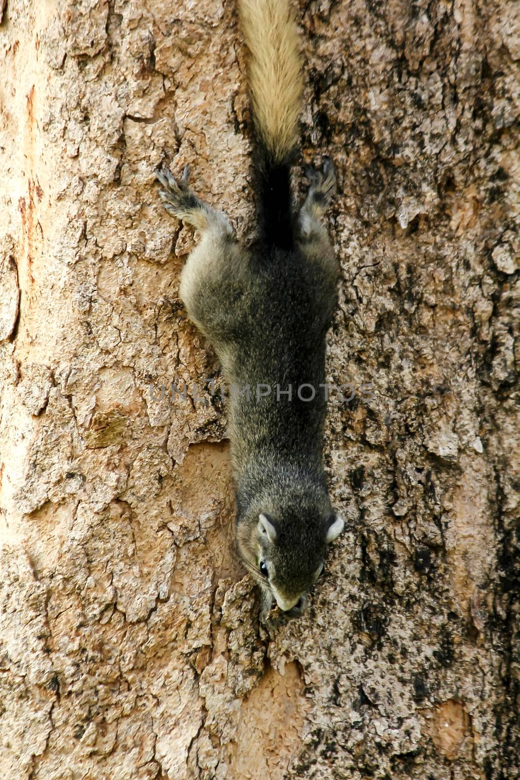 Variable squirrel a kind of squirrel That can be found everywhere in the Indochina region to Singapore. There is a great variety of colors. It is usually white and creamy to light yellow. until red or black all over or some may have multiple colors in the same