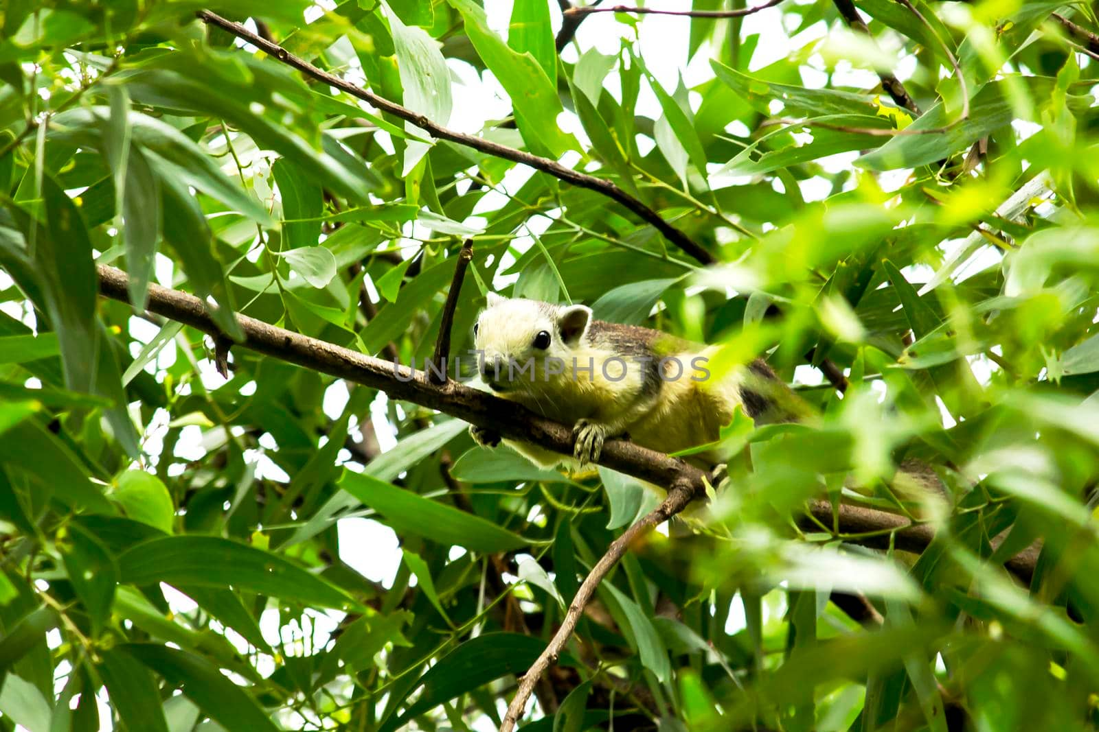 Variable squirrel a kind of squirrel That can be found everywhere in the Indochina region to Singapore. There is a great variety of colors. It is usually white and creamy to light yellow. until red or black all over or some may have multiple colors in the same