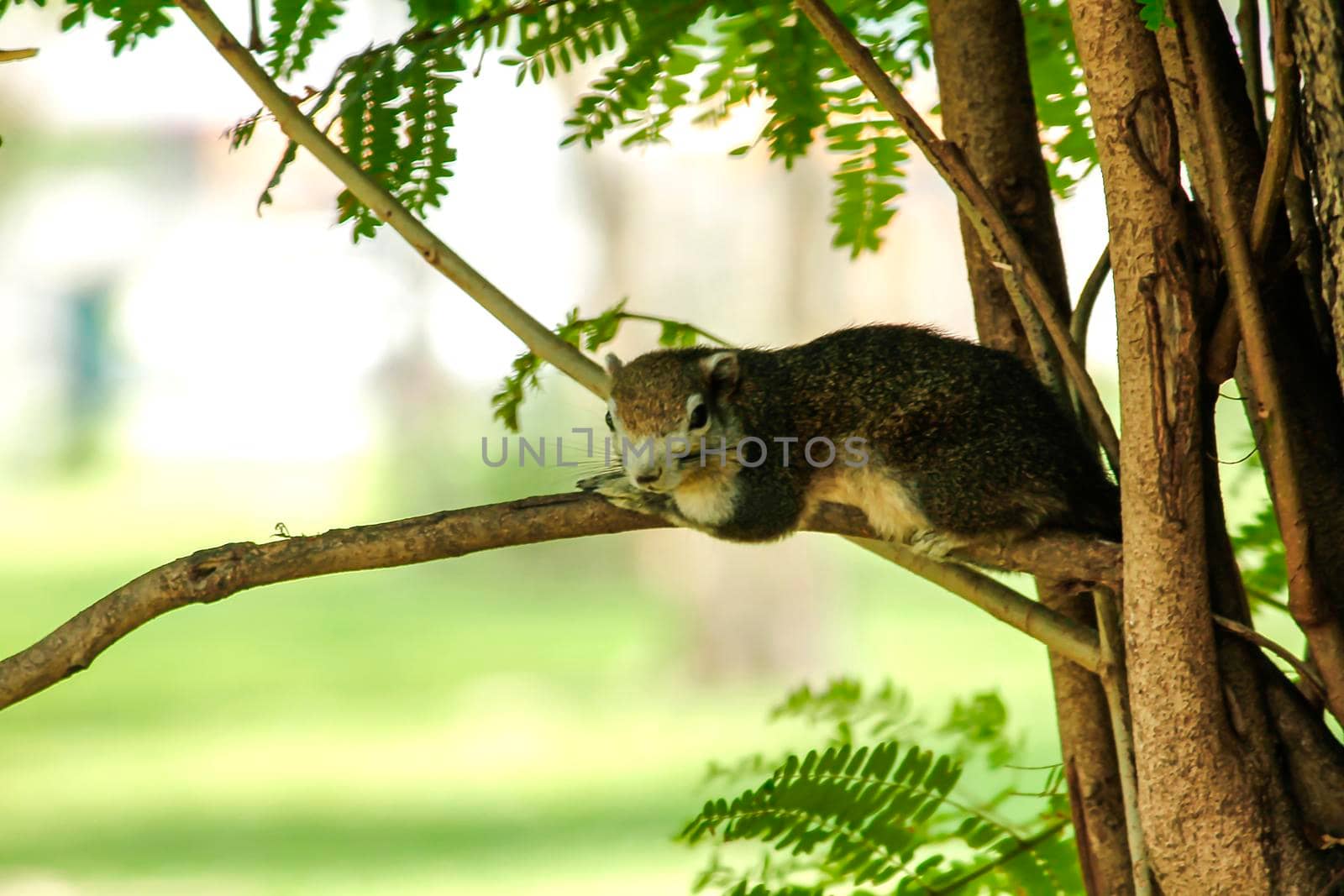 Variable squirrel a kind of squirrel That can be found everywhere in the Indochina region to Singapore. There is a great variety of colors. It is usually white and creamy to light yellow. until red or black all over or some may have multiple colors in the same