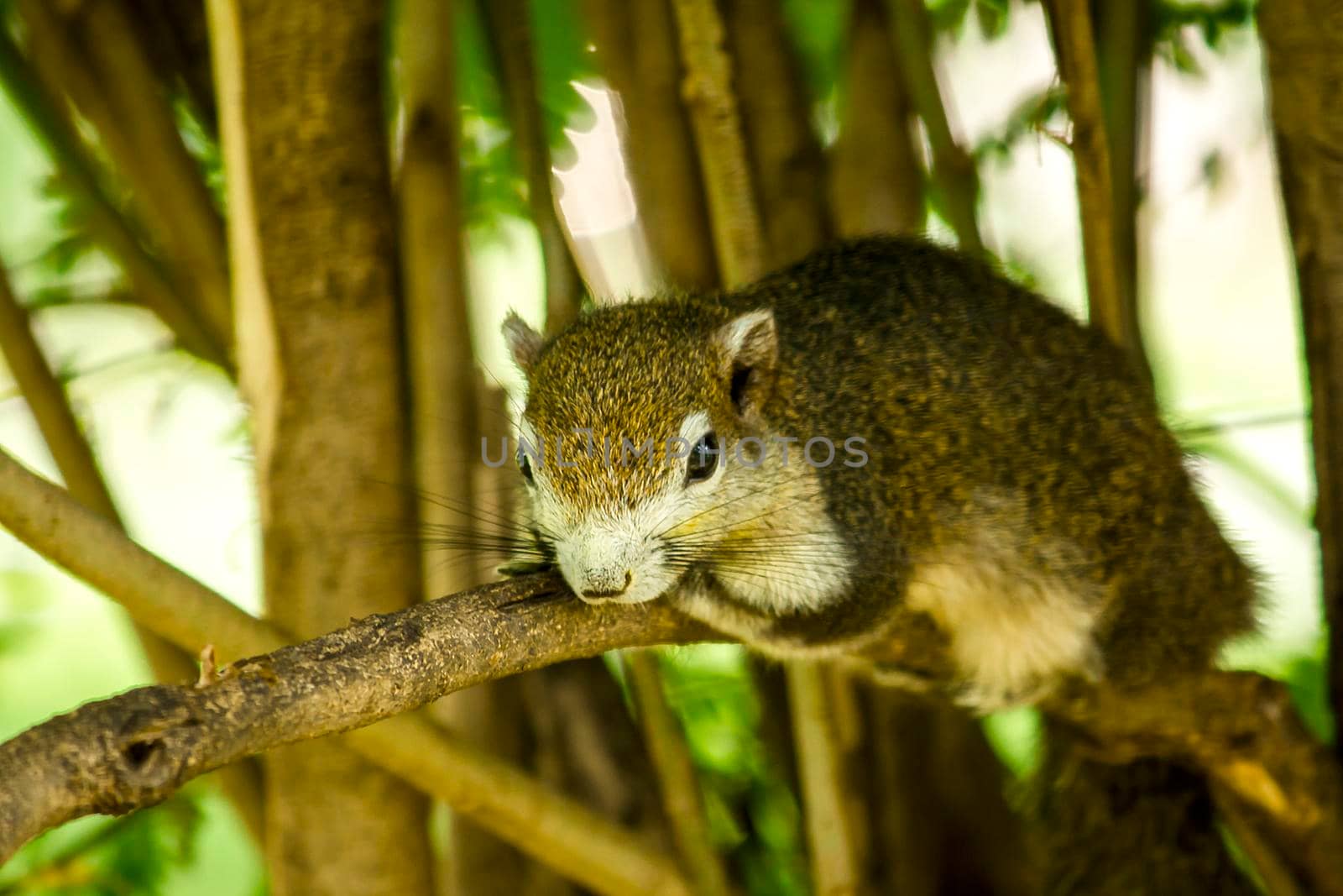 squirrel found in the trees in the garden by Puripatt