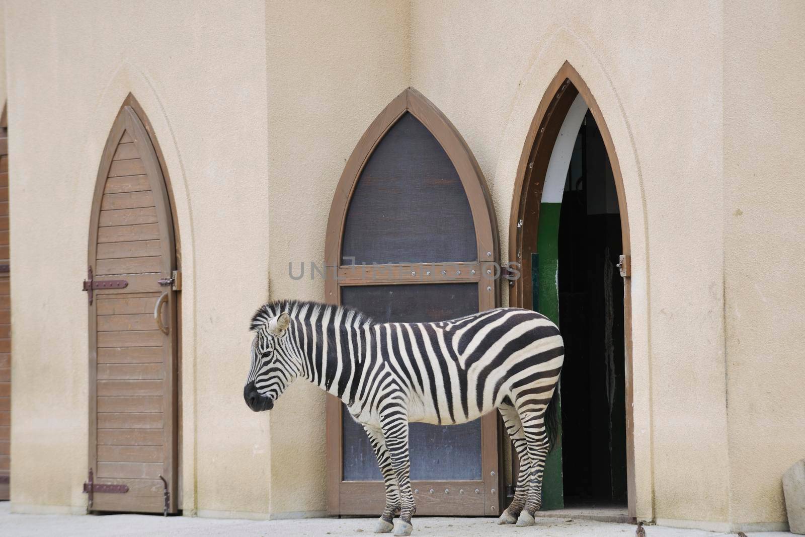 zebra wild animal  in zoo 
