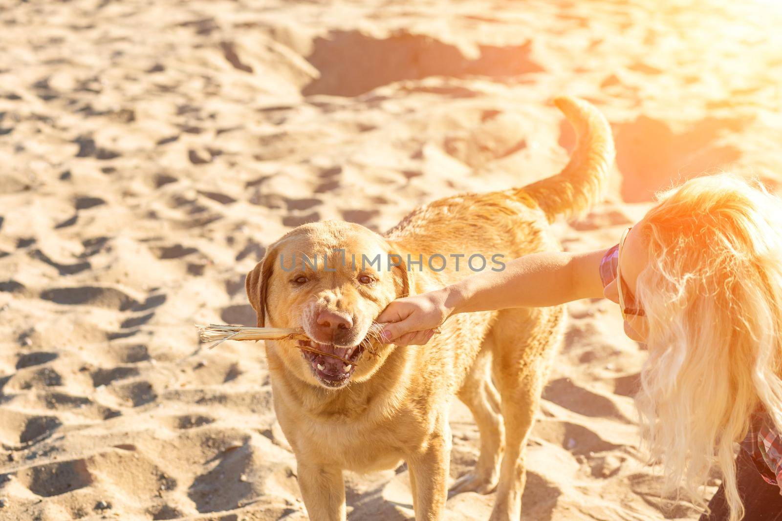 Portrait of young beautiful woman in sunglasses sitting on sand beach with golden retriever dog. Girl with dog by sea. Happiness and friendship. Pet and woman. Woman playing with dog on sea shore. Sun flare