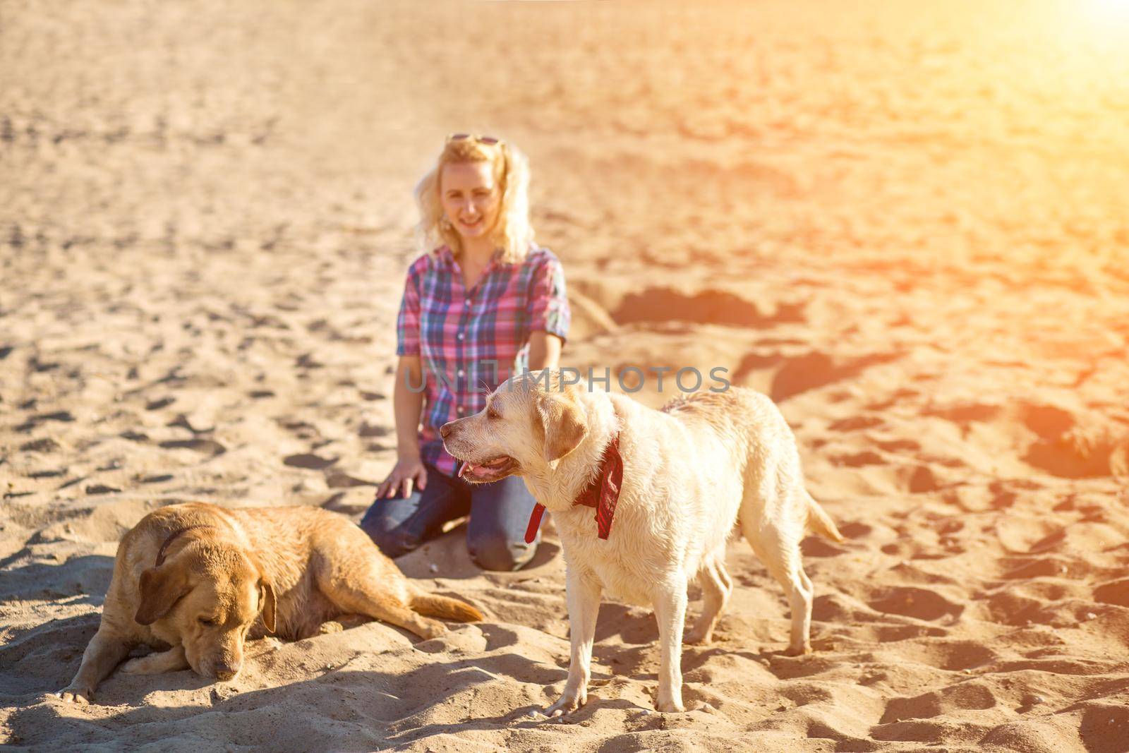 Two labrador friends playing on the beach. Two labradors on the sand with a young woman. Sun flare