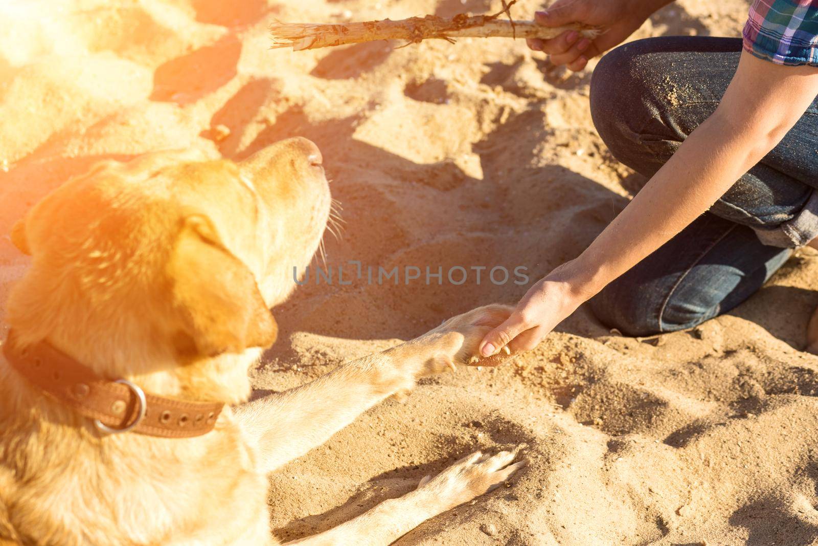 Portrait of young beautiful woman in sunglasses sitting on sand beach with golden retriever dog. Girl with dog by sea. Happiness and friendship. Pet and woman. Woman playing with dog on sea shore. Sun flare
