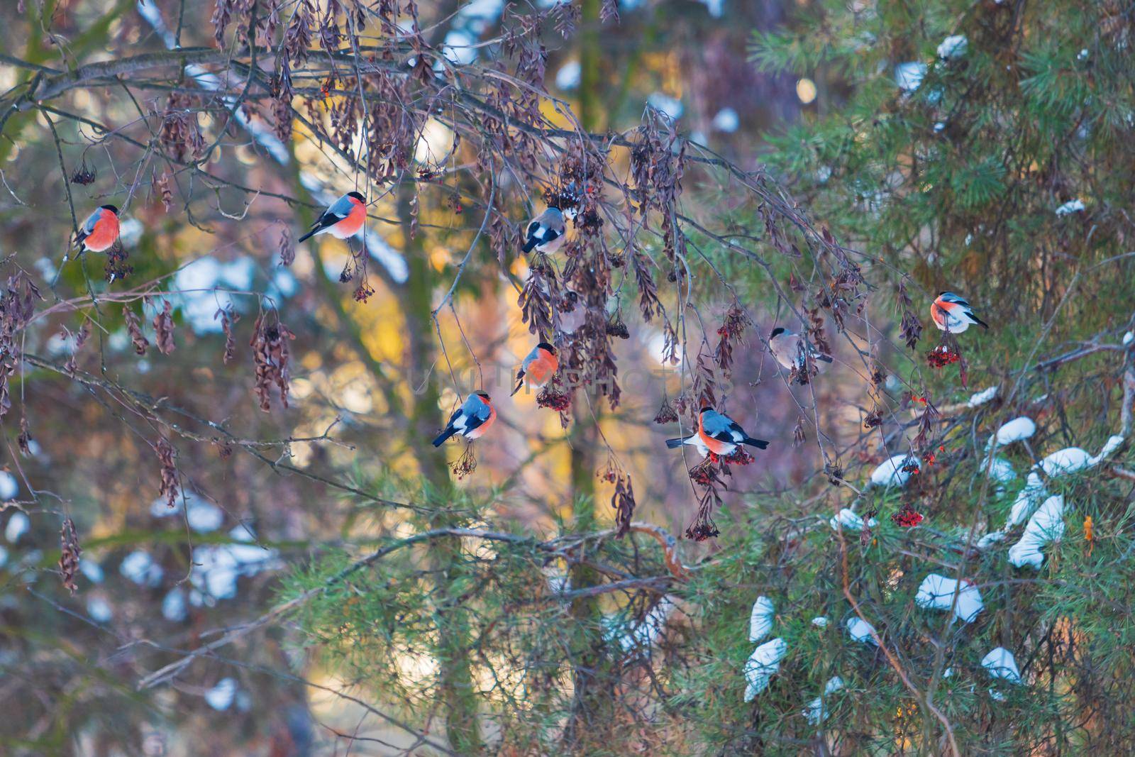 beautiful christmas bullfinches in the forest by drakuliren