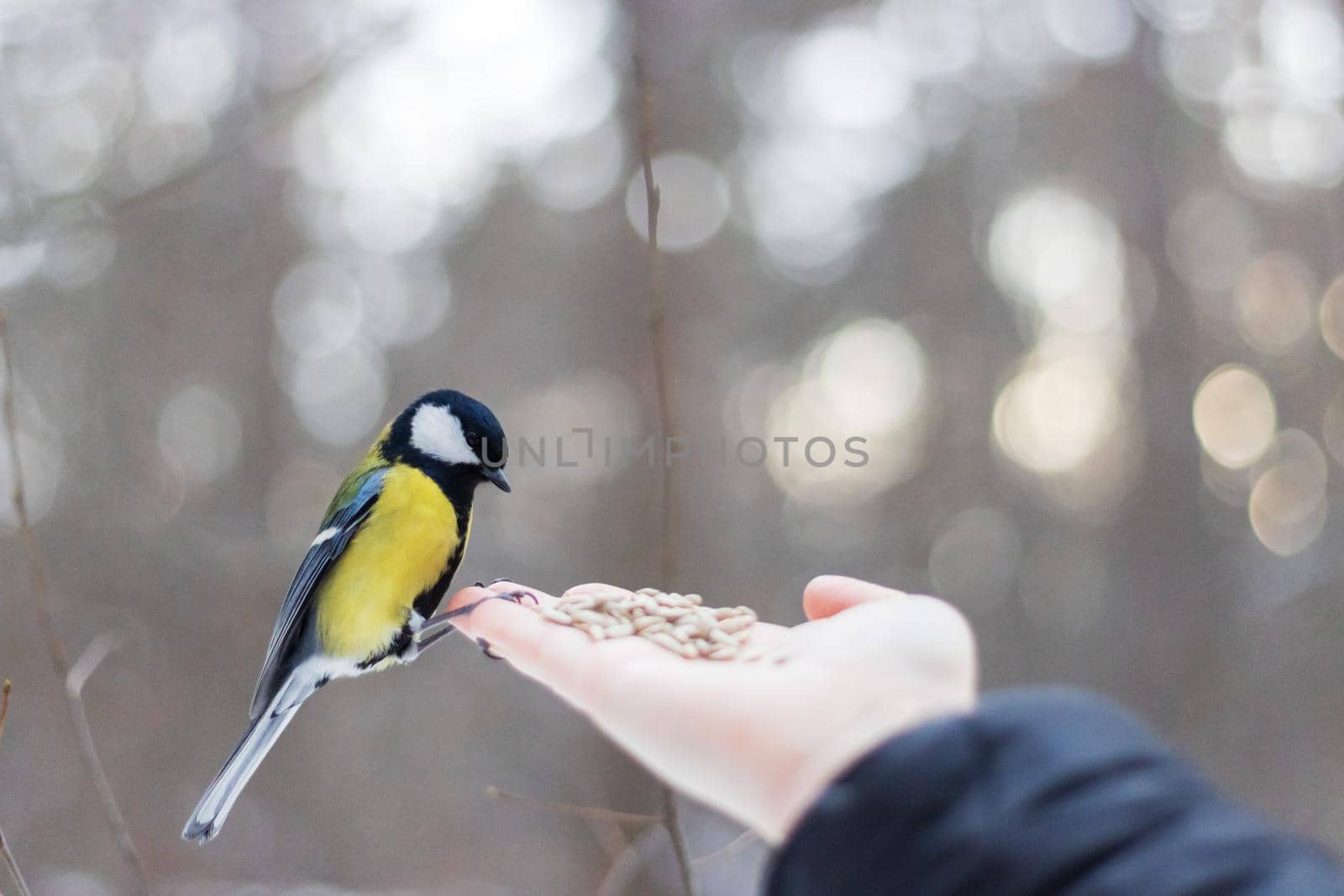 wild bird titmouse takes food from the girl's hands, feeding animals