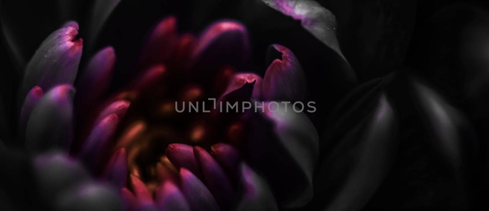 Black daisy flower petals in bloom, abstract floral blossom art background, flowers in spring nature for perfume scent, wedding, luxury beauty brand holiday design by Anneleven