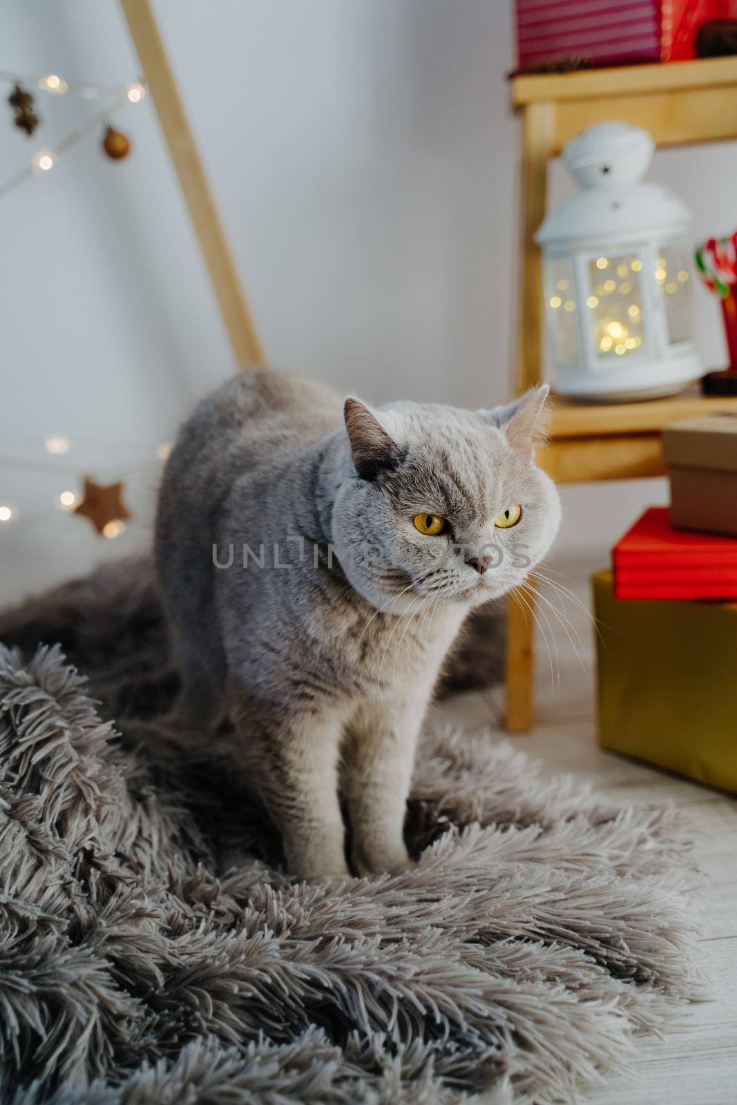 A grey cat stands against a backdrop of beautiful Christmas decor. Wooden eco-friendly Christmas tree. White flashlight and gift boxes. Scottish straight eared cat.