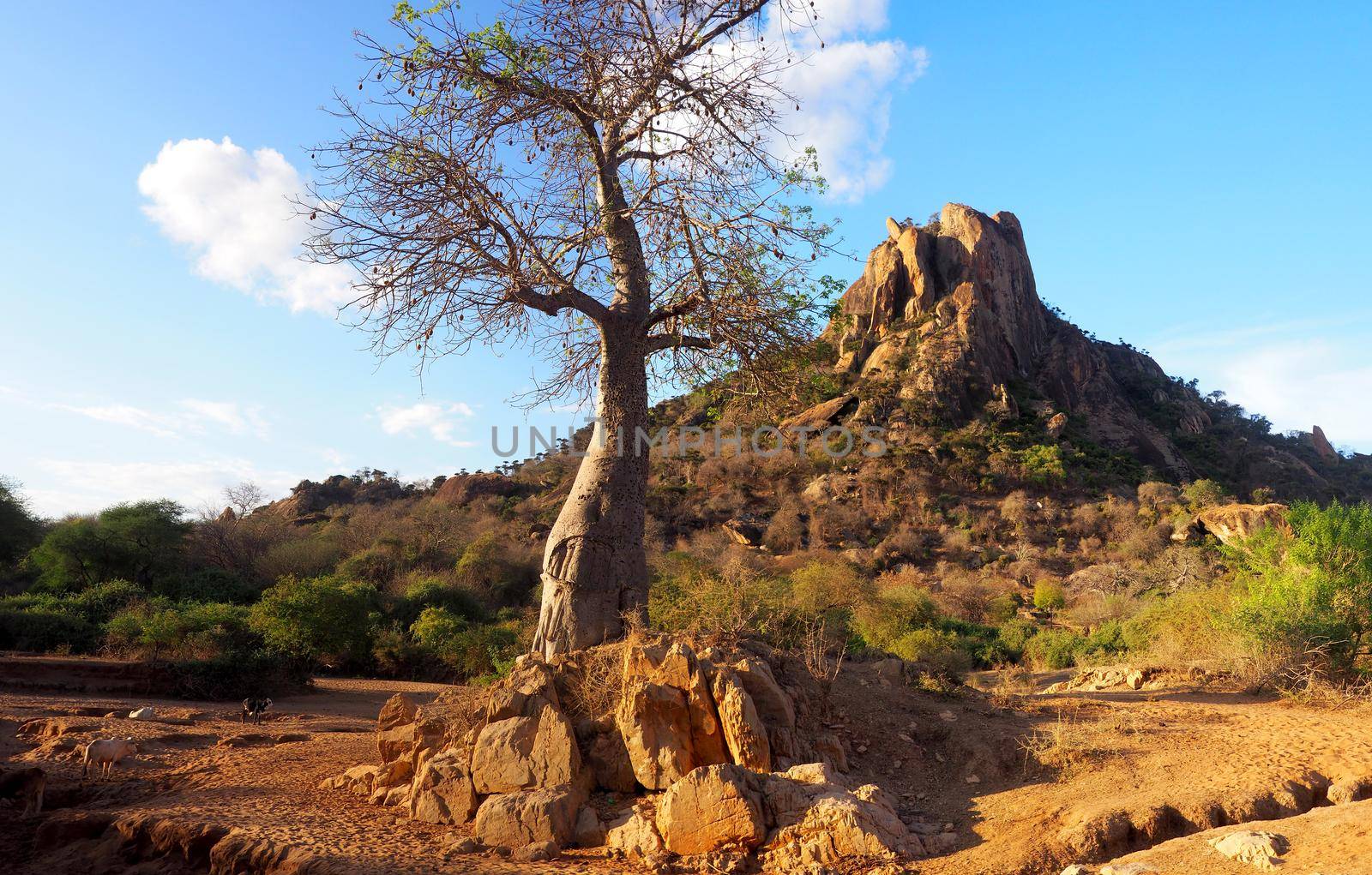 Baobab tree in dry African landscape by fivepointsix