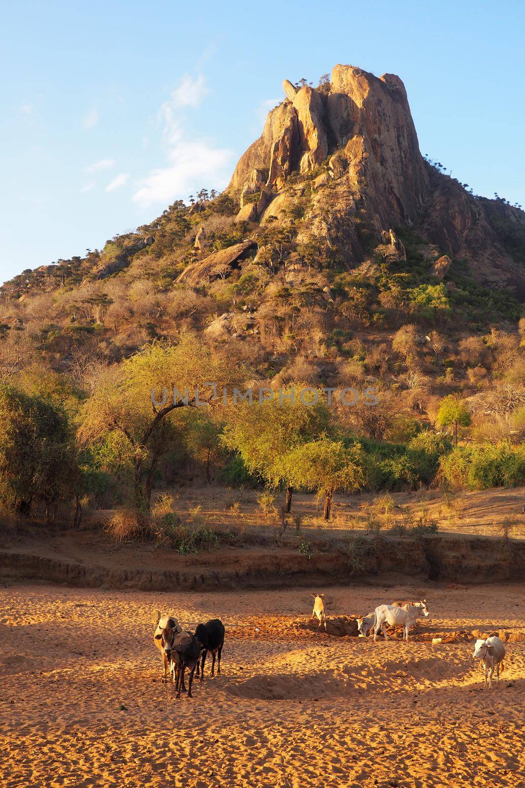 Cows drinking from a dry river bed in African landscape