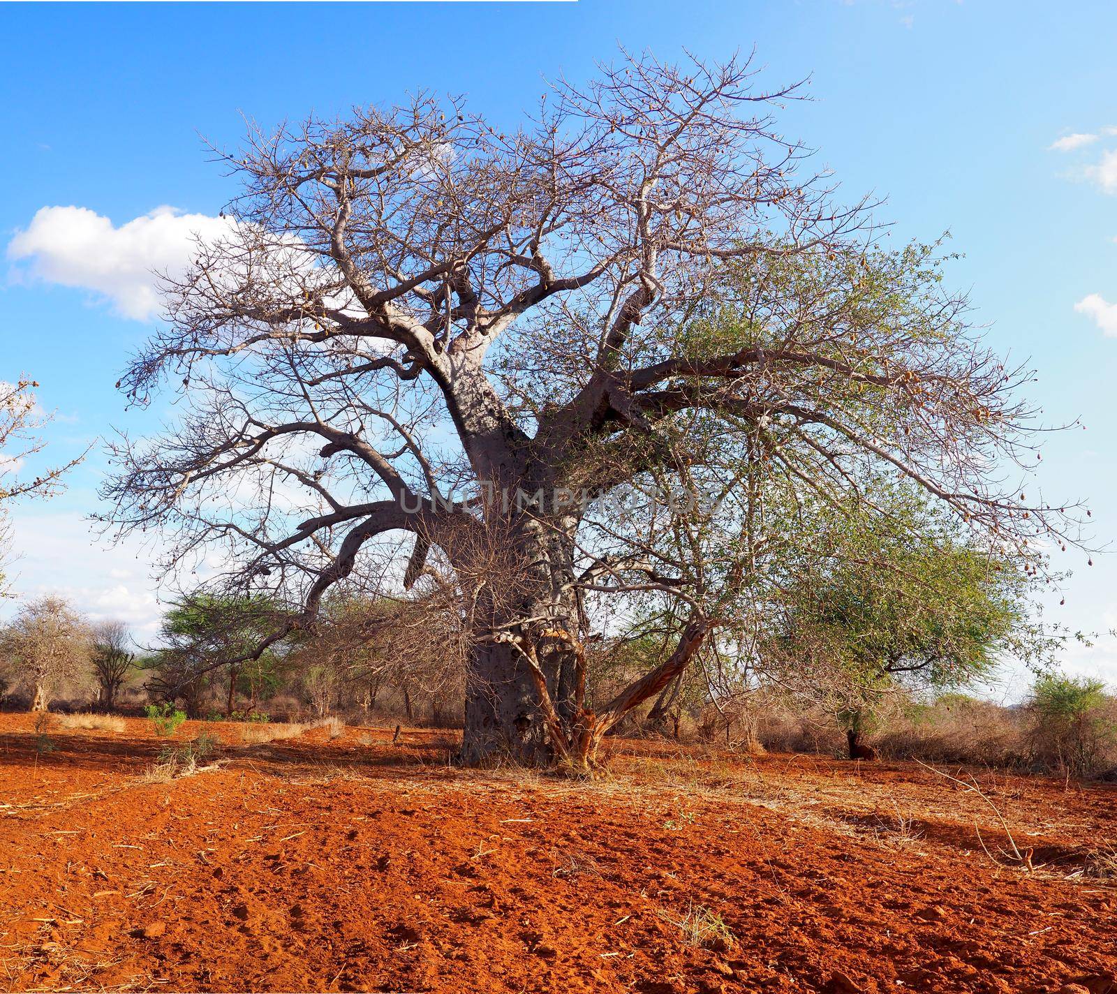 Baobab tree in dry African landscape by fivepointsix