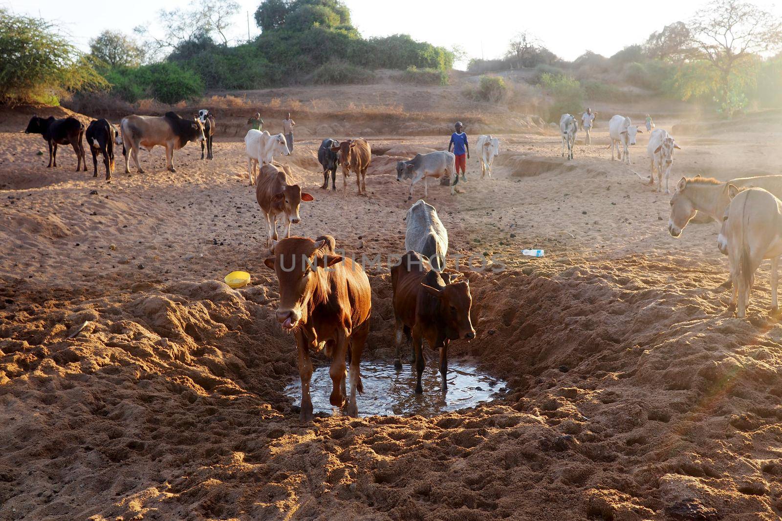 Cows drinking from a dry river bed in African landscape by fivepointsix