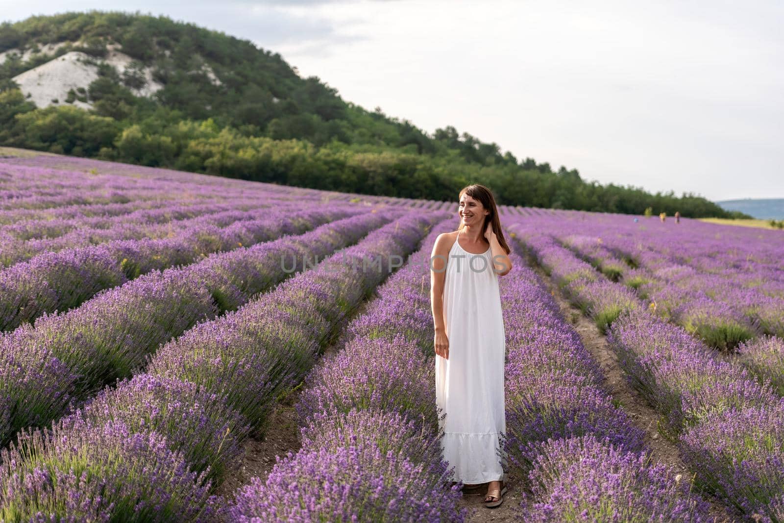 Lavender flower blooming scented fields in endless rows. Selective focus on Bushes of lavender purple aromatic flowers at lavender field. Abstract blur for background.