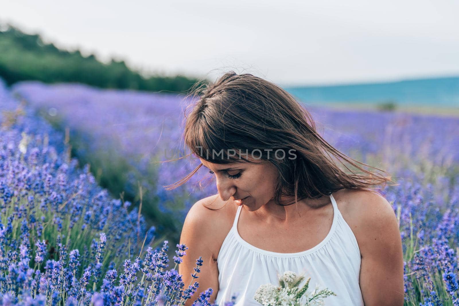 Lavender flower blooming scented fields in endless rows. Selective focus on Bushes of lavender purple aromatic flowers at lavender field. Abstract blur for background.