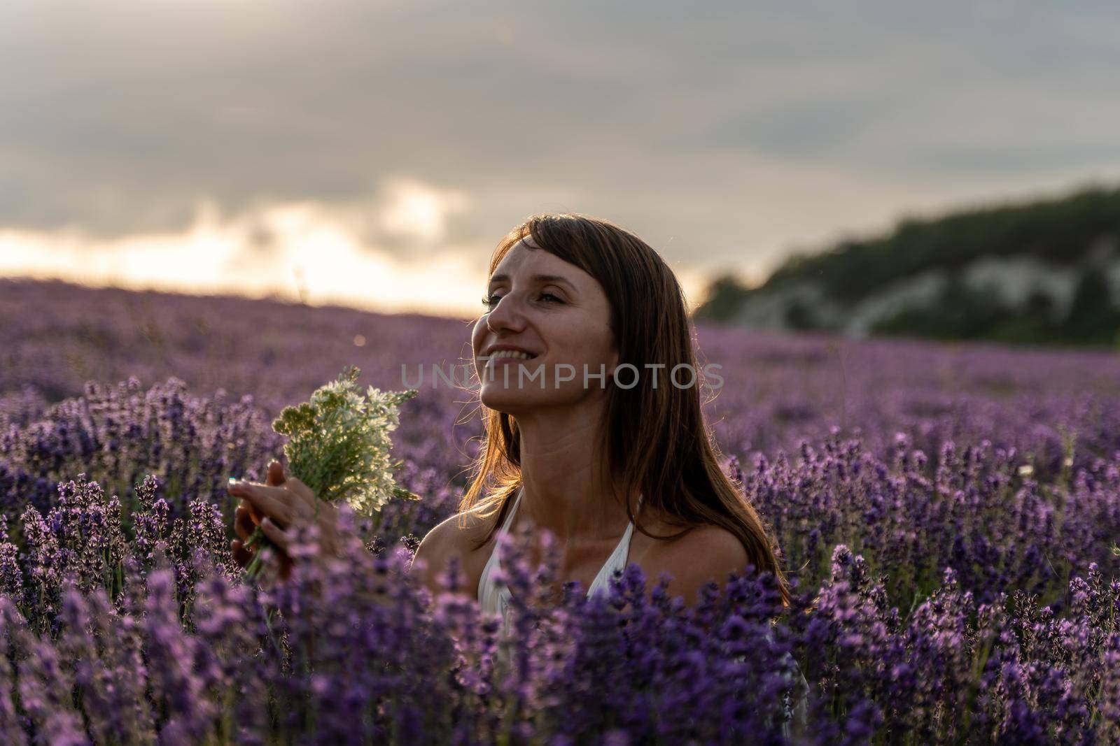 Lavender flower blooming scented fields in endless rows. Selective focus on Bushes of lavender purple aromatic flowers at lavender field. Abstract blur for background.