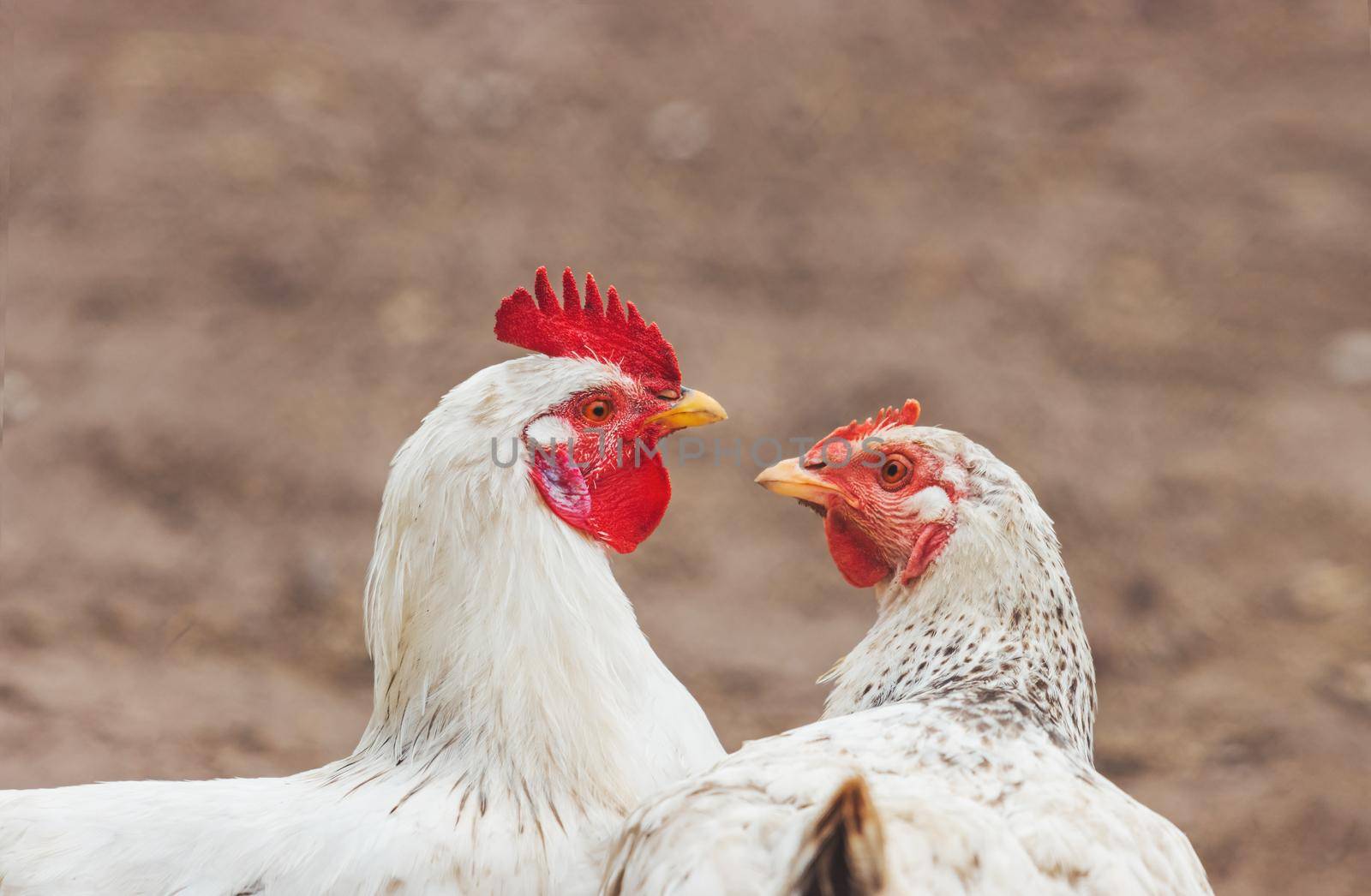 cock and a hen in love kiss, Valentine's Day