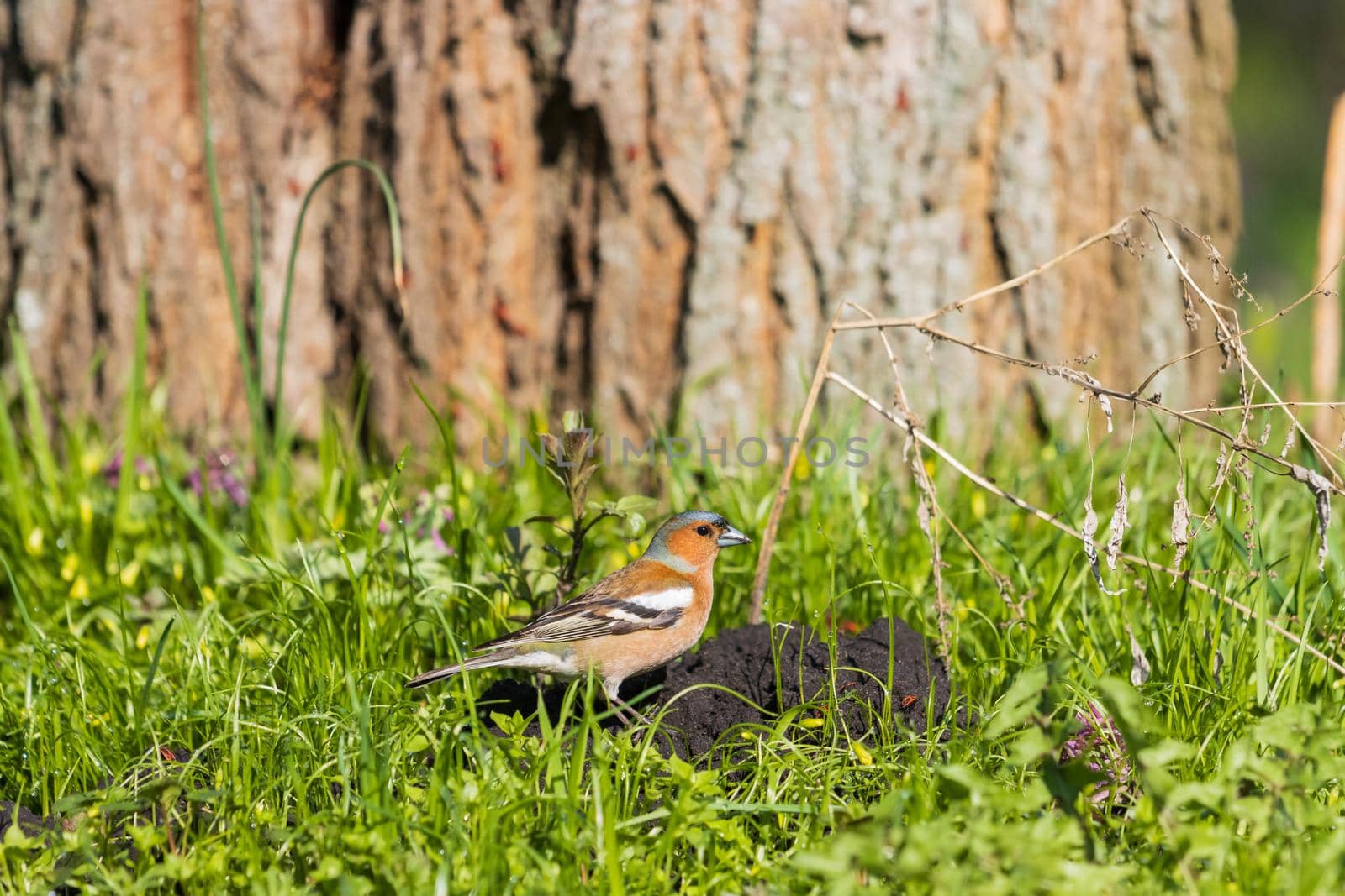 finch among green grass and flowers , spring and wilderness