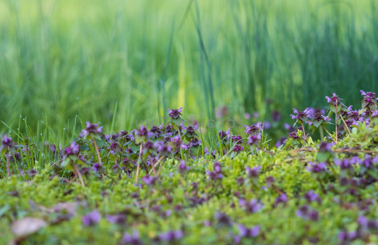 spring first flowers in the forest , spring and wilderness