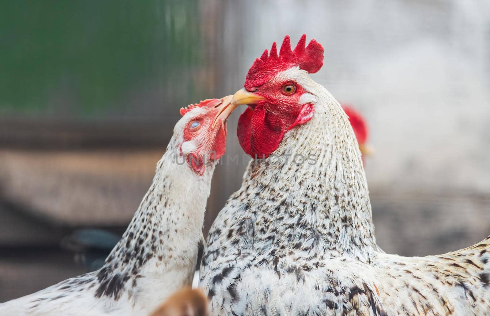 rooster and hen kiss in spring,Valentine's Day