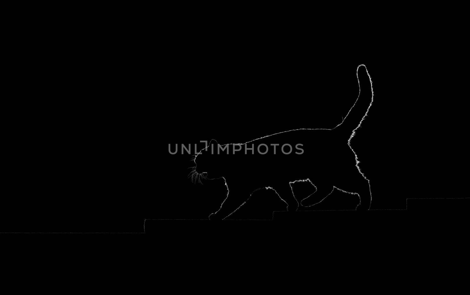 silhouette of a cat walking up the steps in the dark, Pets