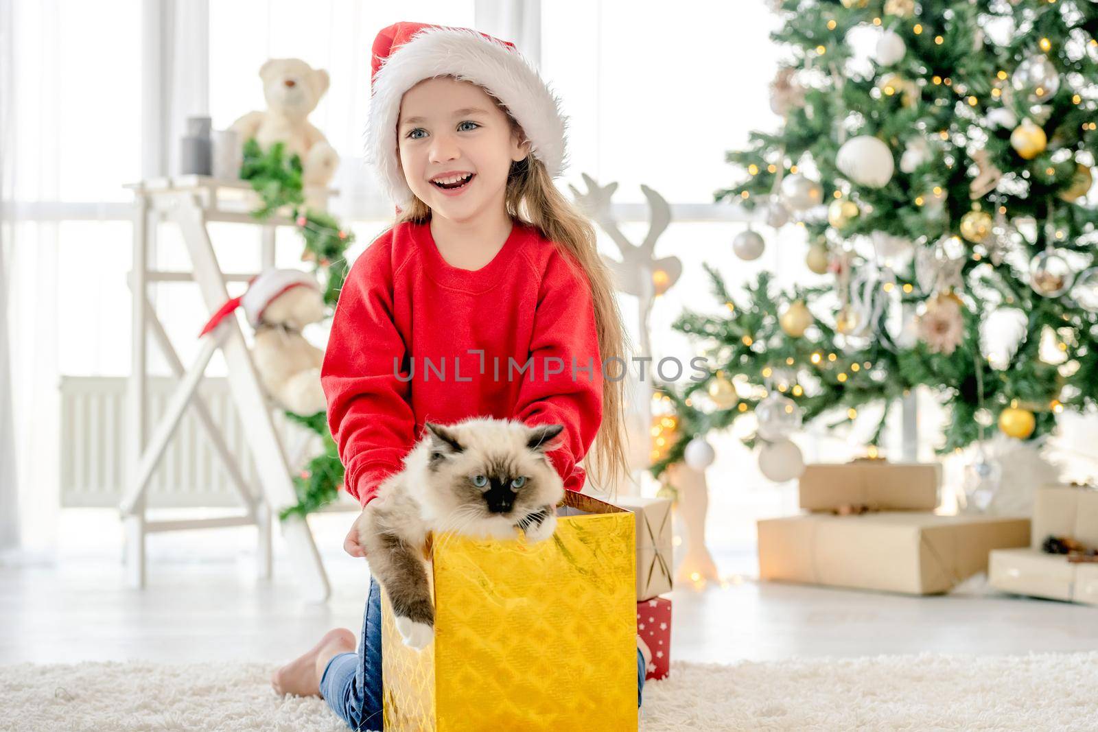 Child with ragdoll cat in Christmas time by tan4ikk1