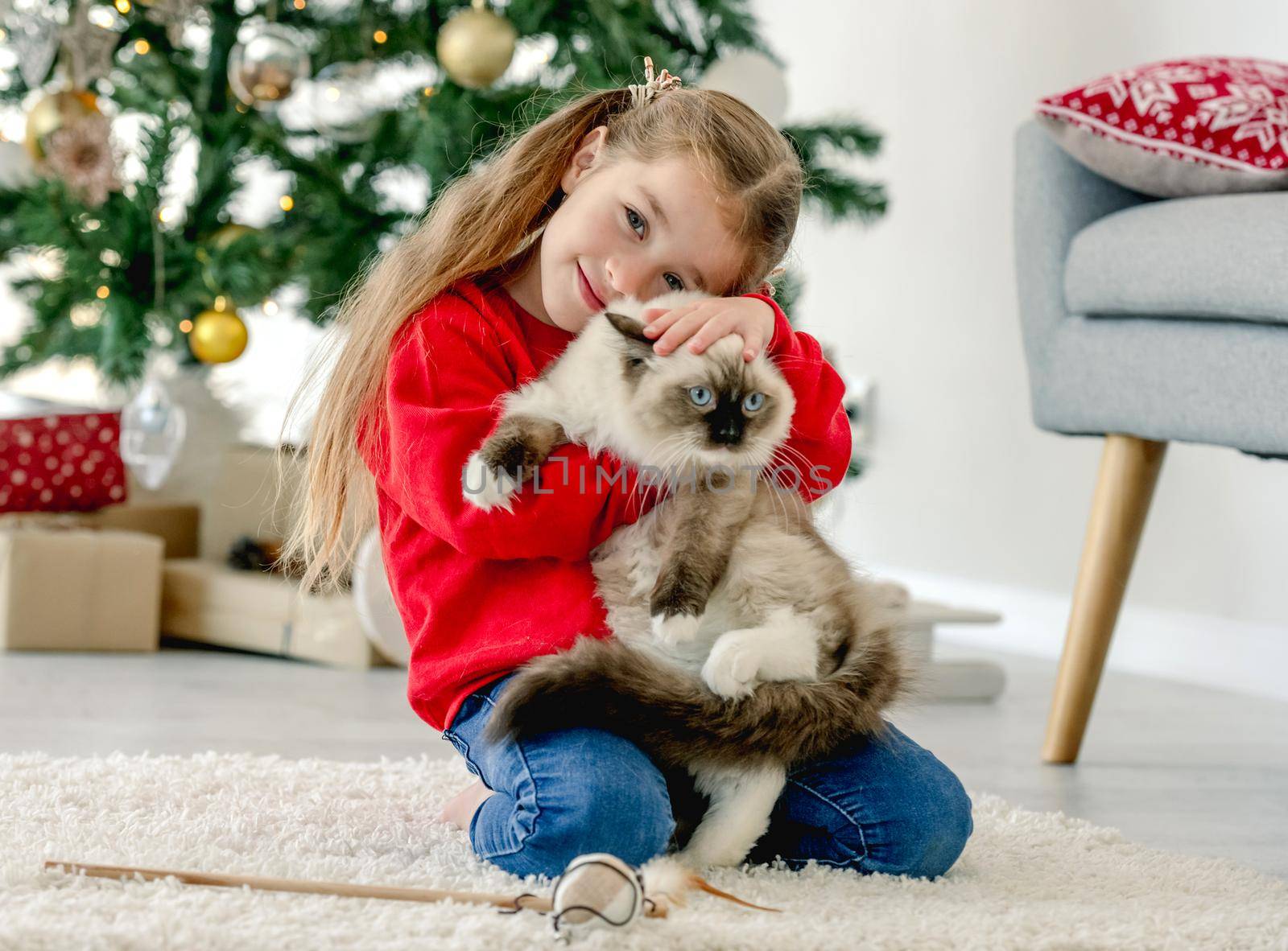 Child with ragdoll cat in Christmas time by tan4ikk1