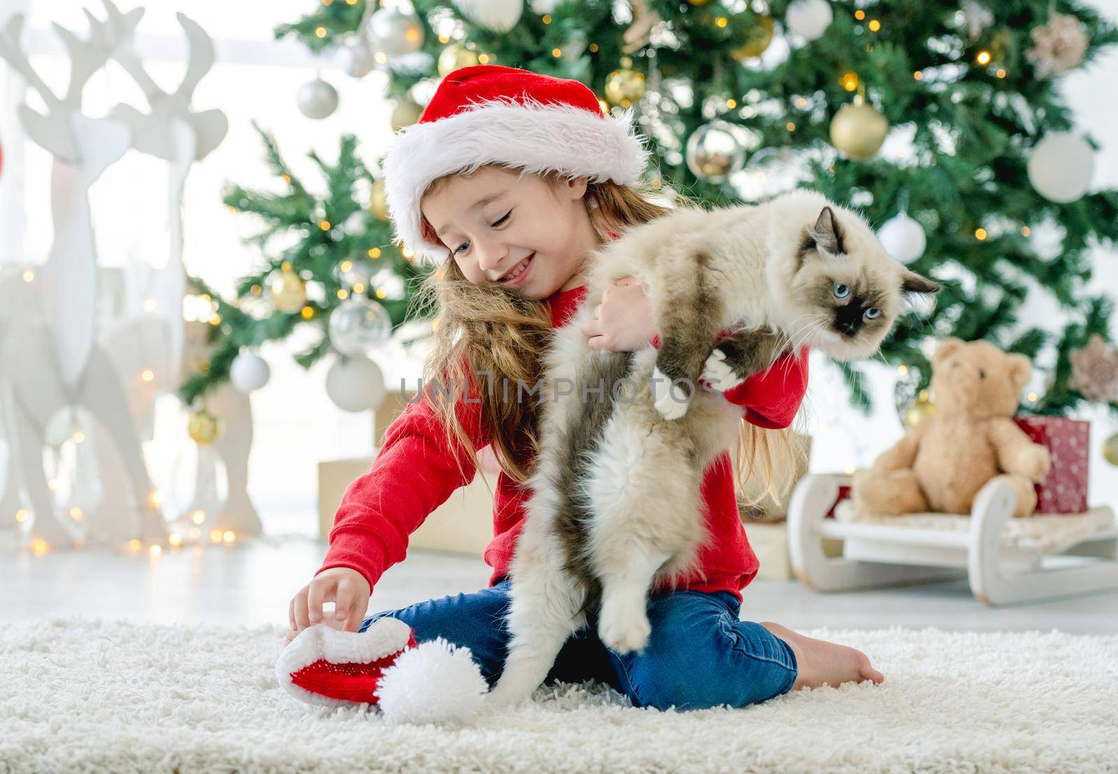 Child girl with ragdoll cat sitting on floor wearing Santa hat in Christmas time. Pretty kid holding feline kitty pet close to festive Xmas tree in New Year holidays