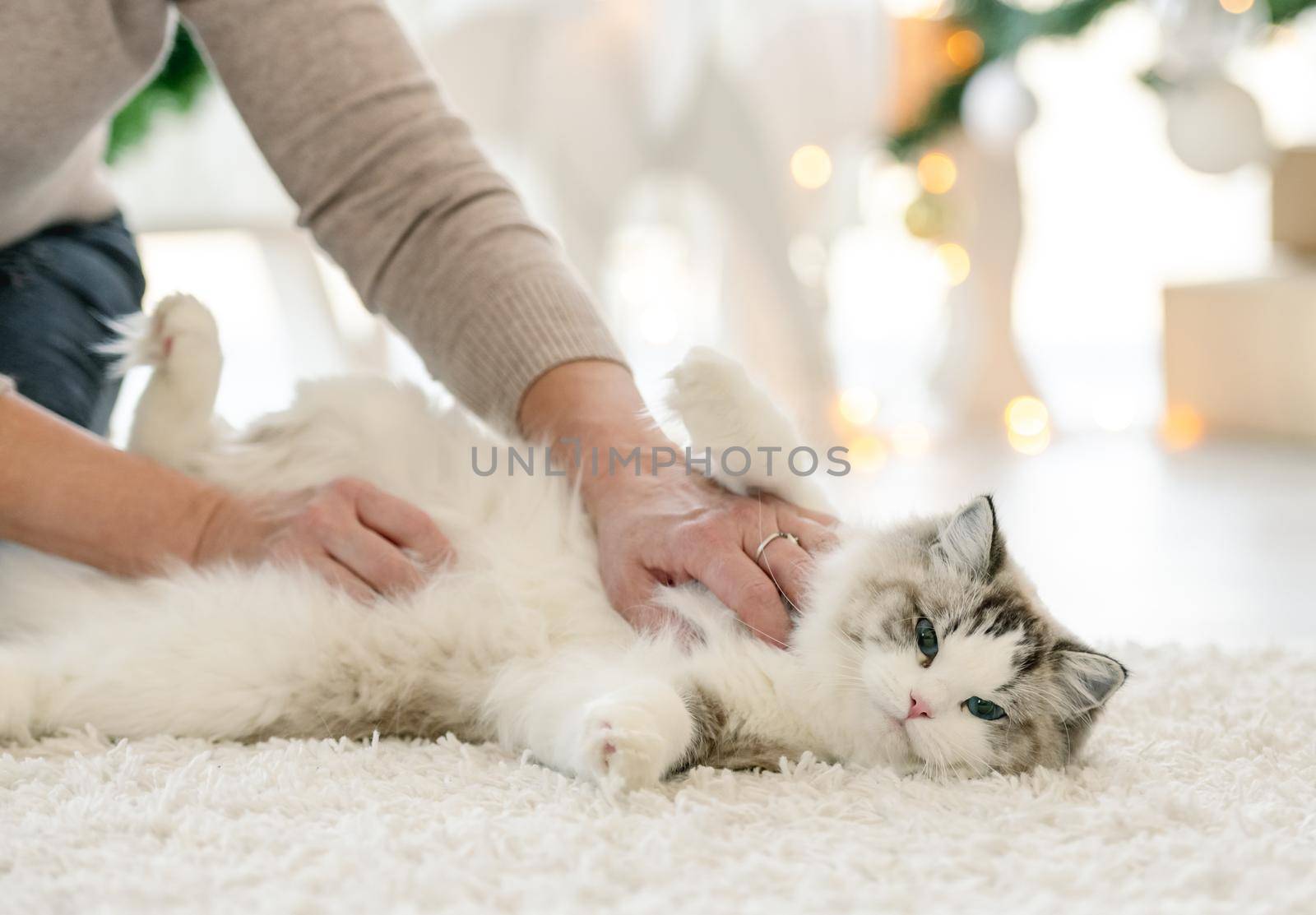 Girl petting ragdoll cat in Christmas time with Xmas lights on background. Female person with kitty pet sitting on floor in New Year decorated room