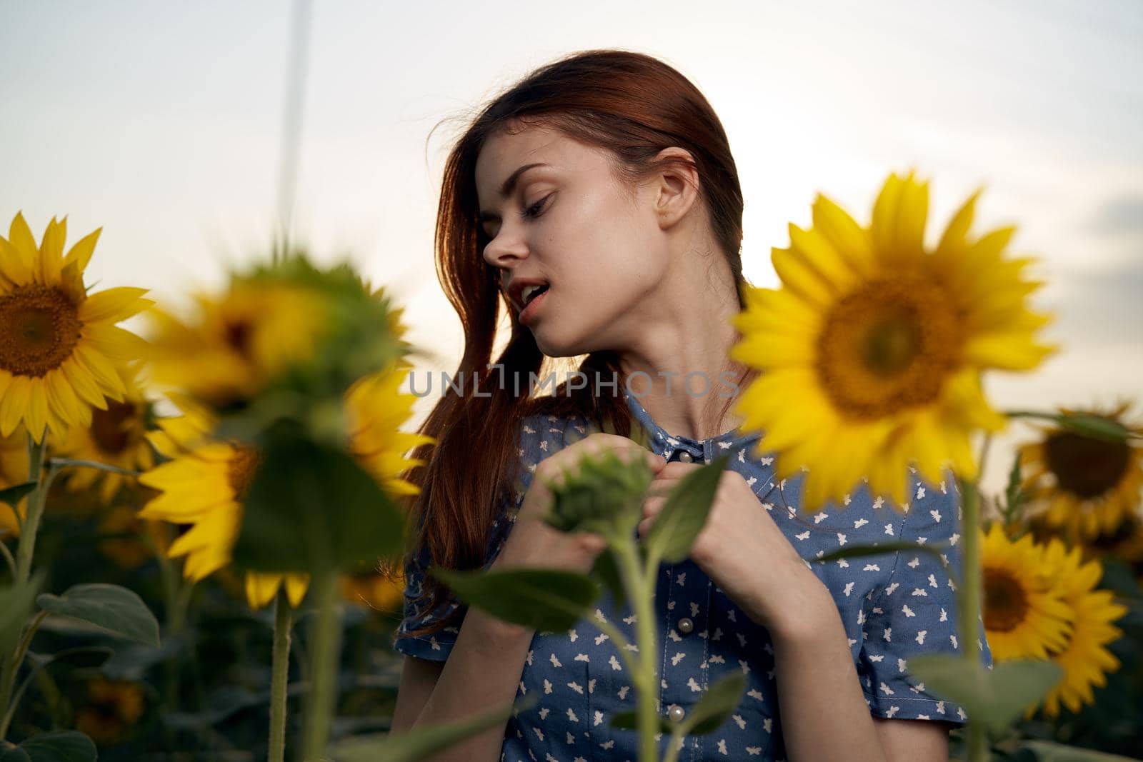 Walk in the sunflower field nature charm outdoor activities by Vichizh