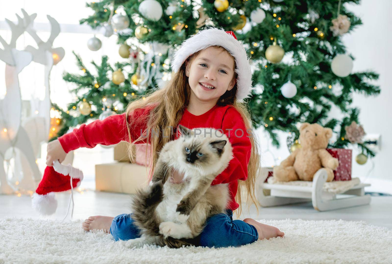 Child girl with ragdoll cat sitting on floor wearing Santa hat in Christmas time and smiling. Pretty kid holding feline kitty pet close to festive Xmas tree in New Year holidays decorated room