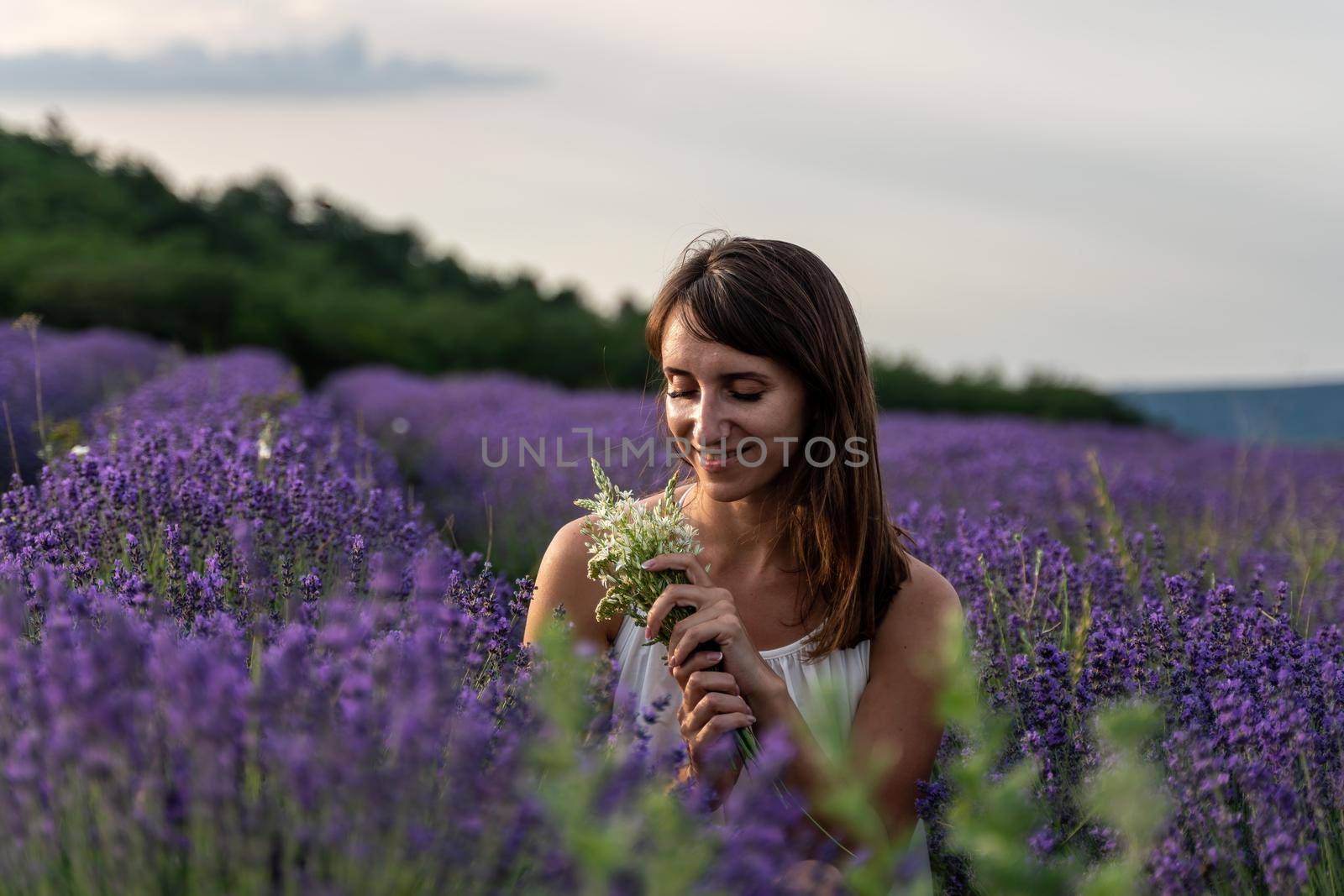 Lavender flower blooming scented fields in endless rows. Selective focus on Bushes of lavender purple aromatic flowers at lavender field. Abstract blur for background.