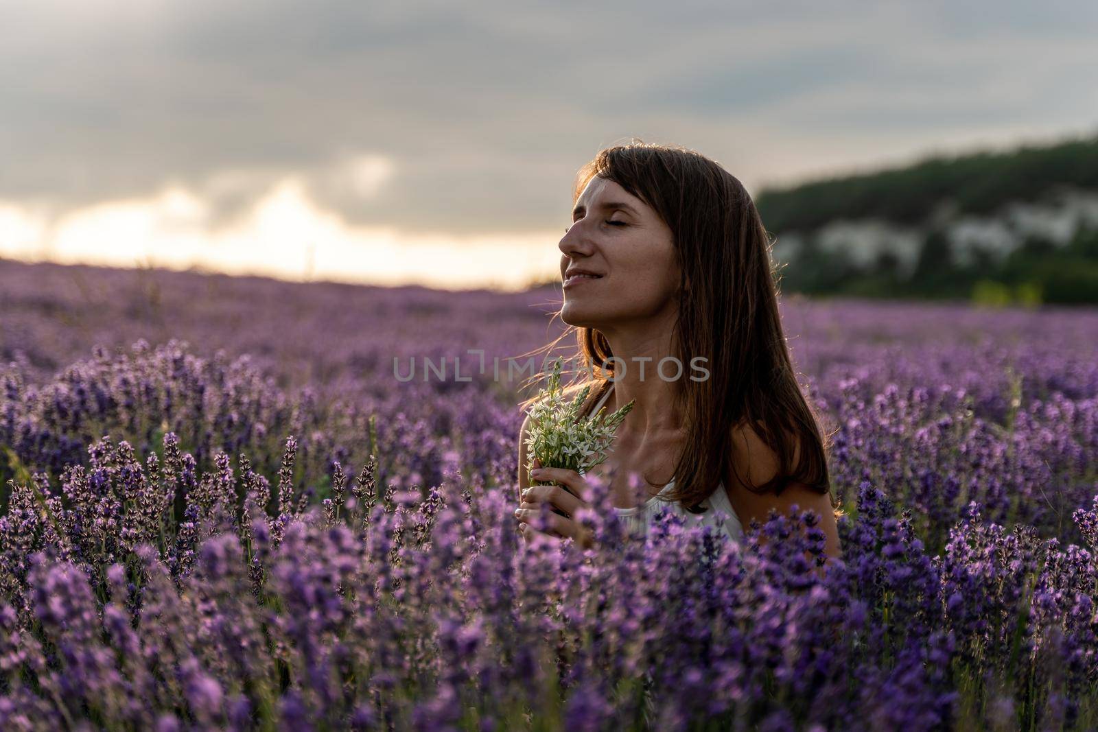 Lavender flower blooming scented fields in endless rows. Selective focus on Bushes of lavender purple aromatic flowers at lavender field. Abstract blur for background.