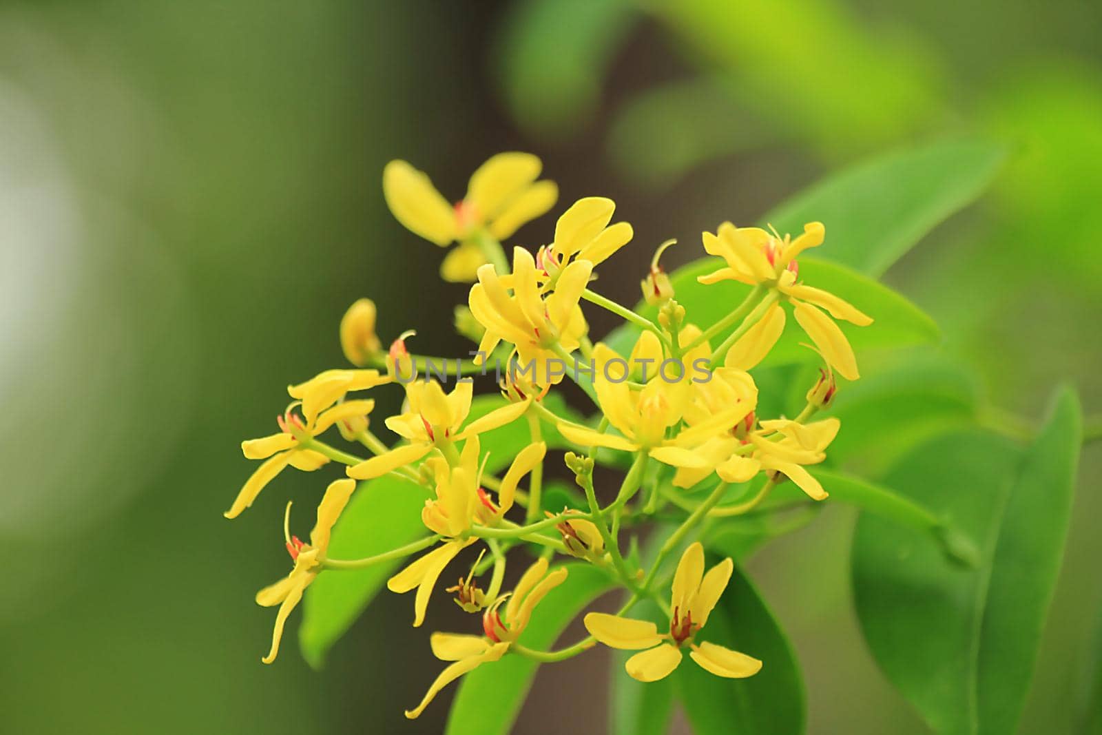 beautiful blooming small yellow flower background