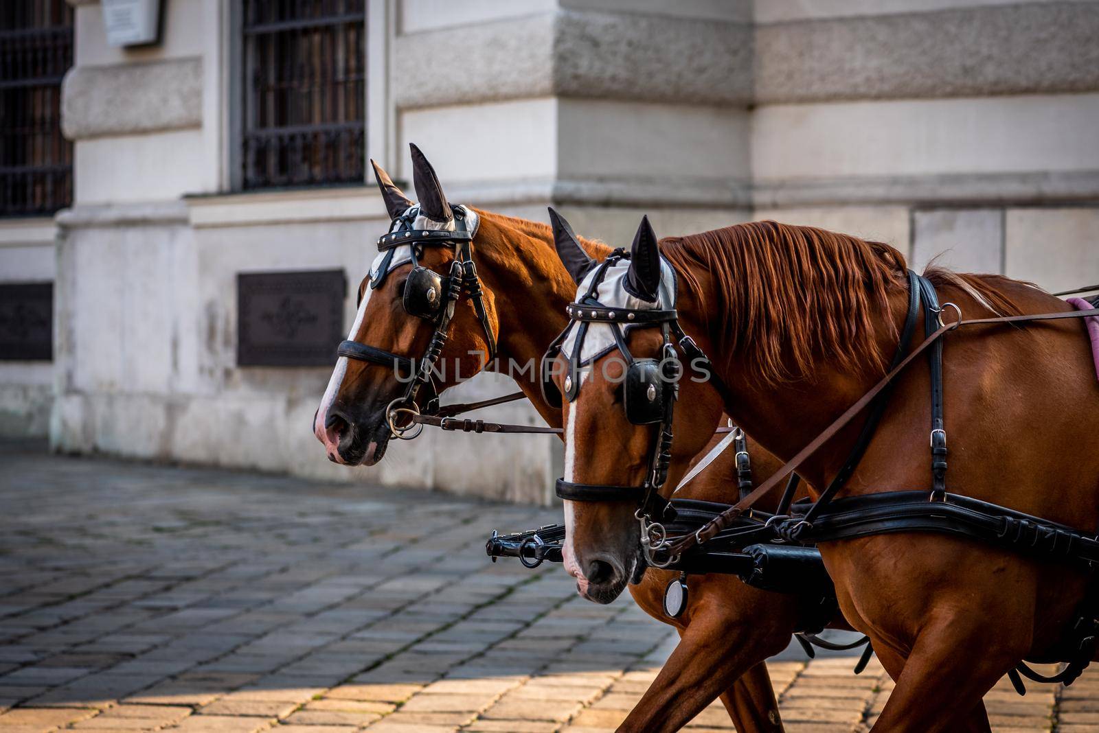 Two brown harnessed horses in Vienna, close-up photo of city horses in Austria